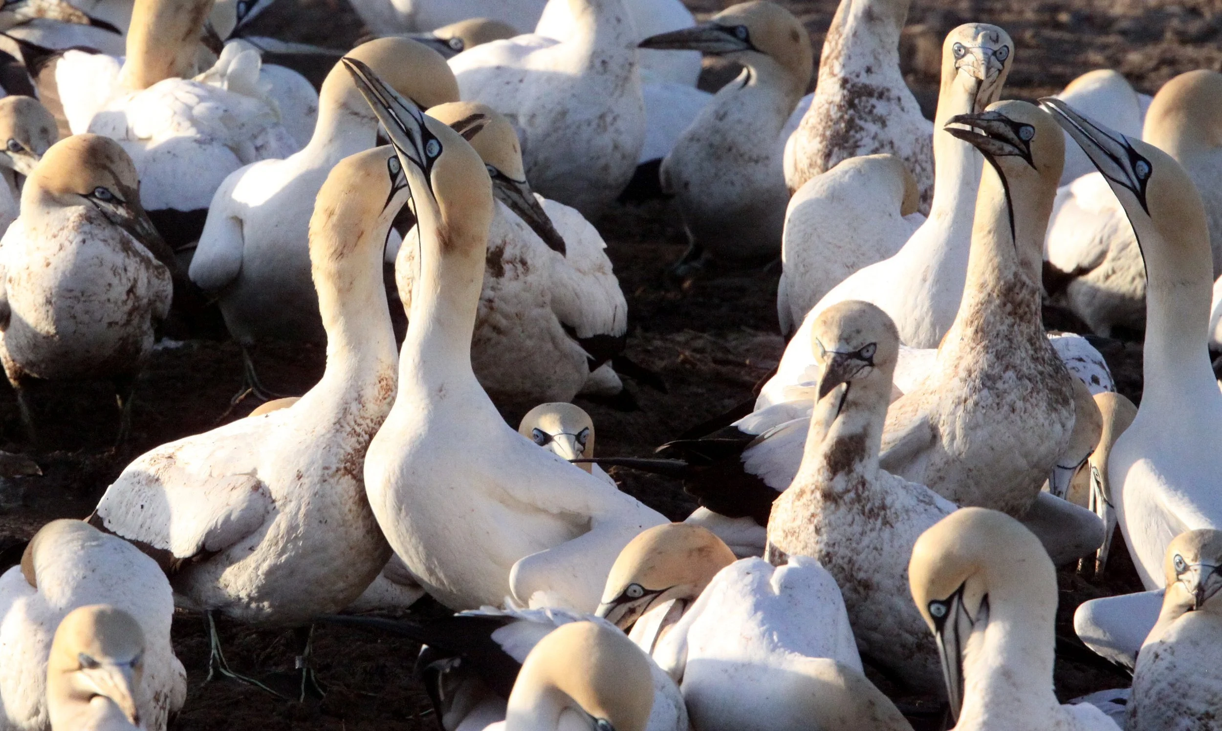 Cape gannet (Morus capensis) Lambert's Bay South Africa (90).JPG
