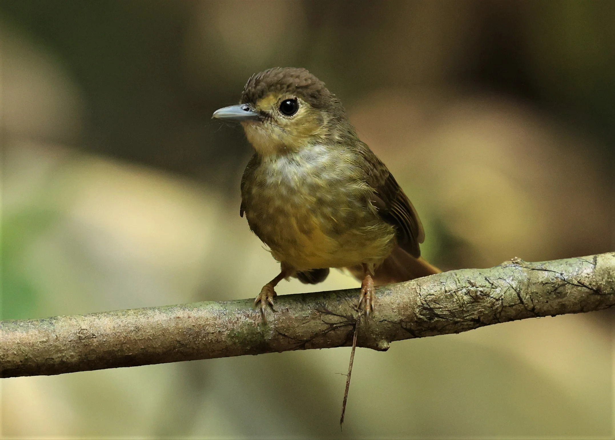 BULBUL - HAIRY-BACKED BULBUL - Tricholestes criniger - KRUNG CHING, KHAO LUANG NP NST, APRIL 2022 (35).jpg