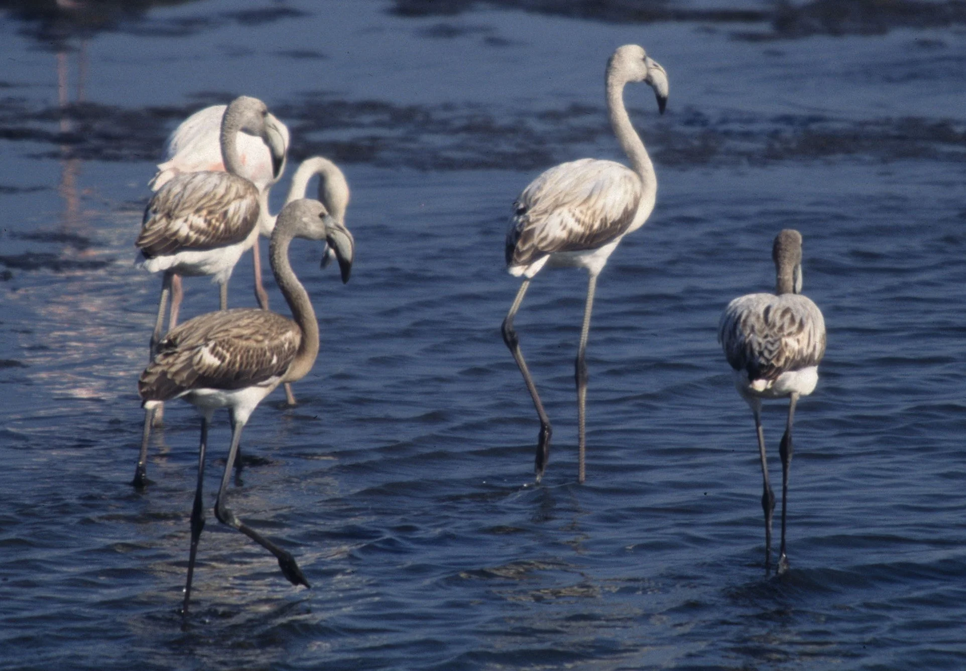 BIRDS - FLAMINGO - GREATER - NAMIBIA COAST H1.jpg