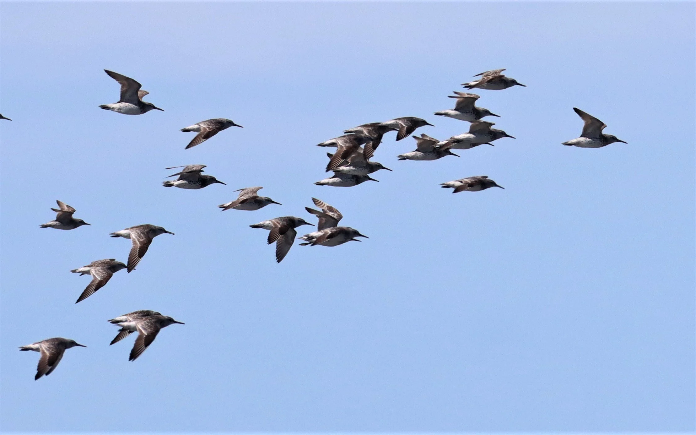 GREAT KNOTS - Calidris tenuirostris -Mangrove Forest Research Center Samut Sakorn (16).jpg