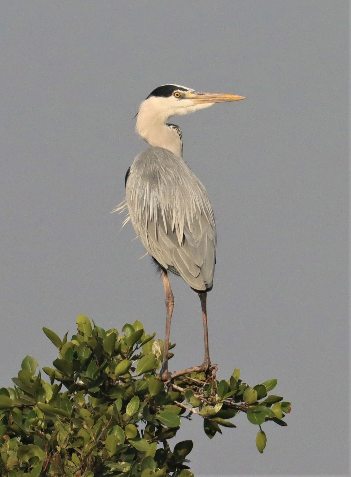 HERON - GREY HERON - Ardea cinerea - BANG KHAEM WETLANDS NAKHON PATHOM (2).jpg