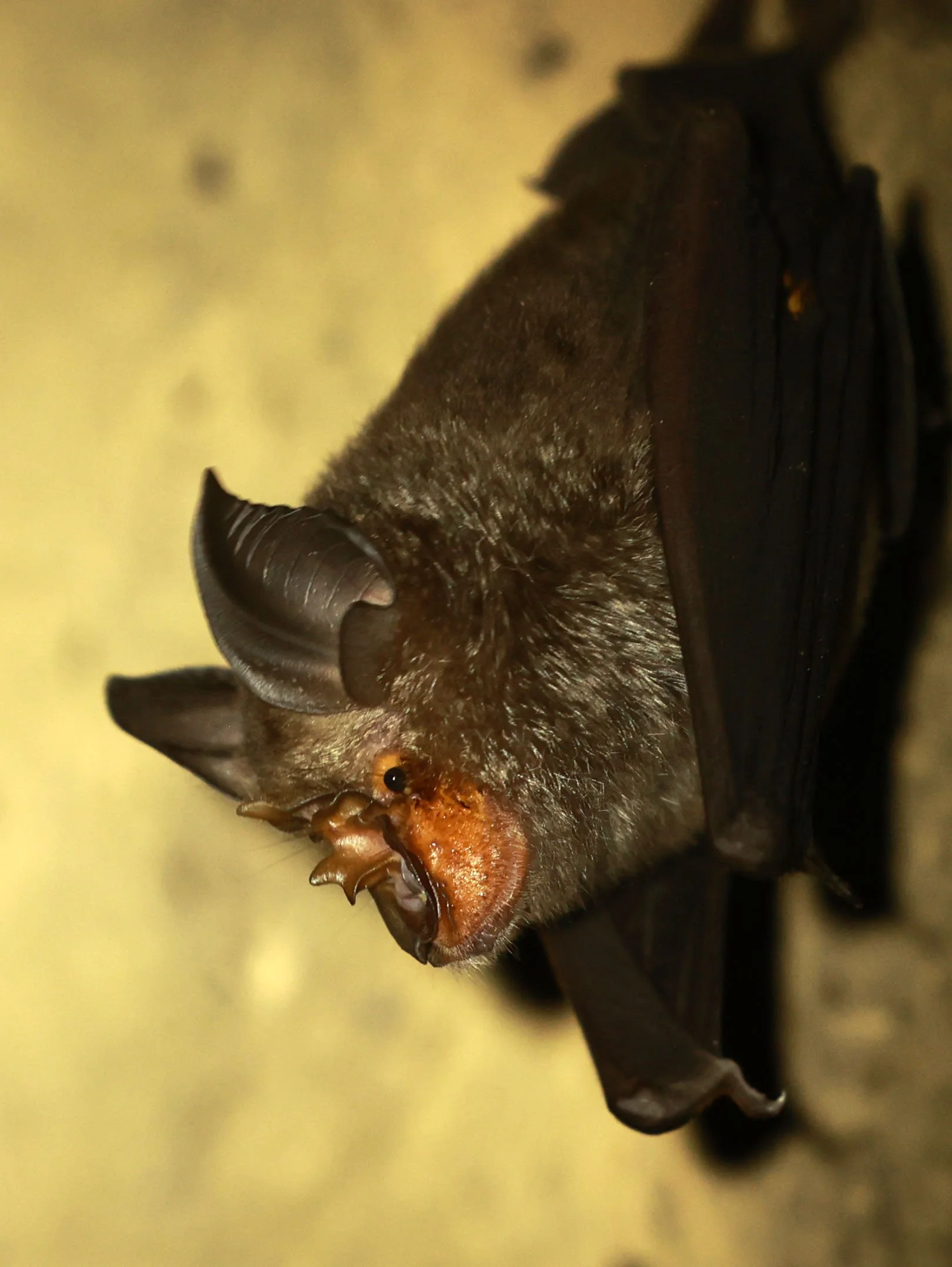 Woolly Horseshoe Bat (Rhinolophus luctus)