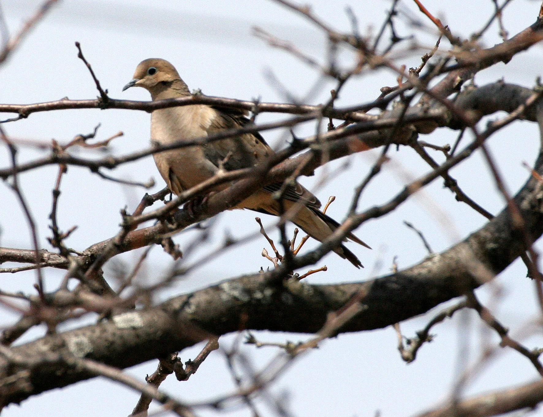 Mourning Dove (Zenaida macroura) Springbrook Forest Preserve Illinois (1).JPG