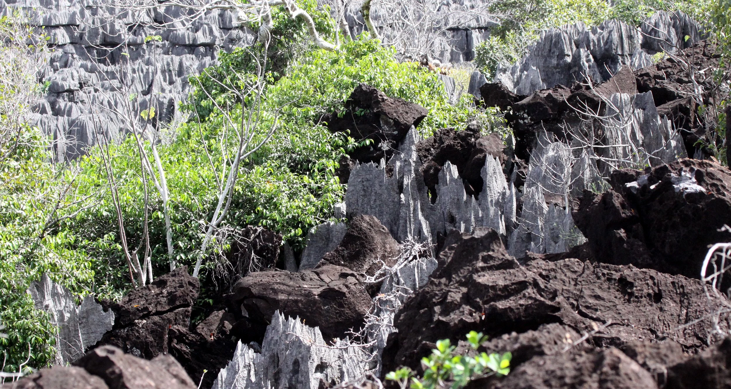 ANKARANA NATIONAL PARK MADAGASCAR - TSINGY FOREST (26).JPG