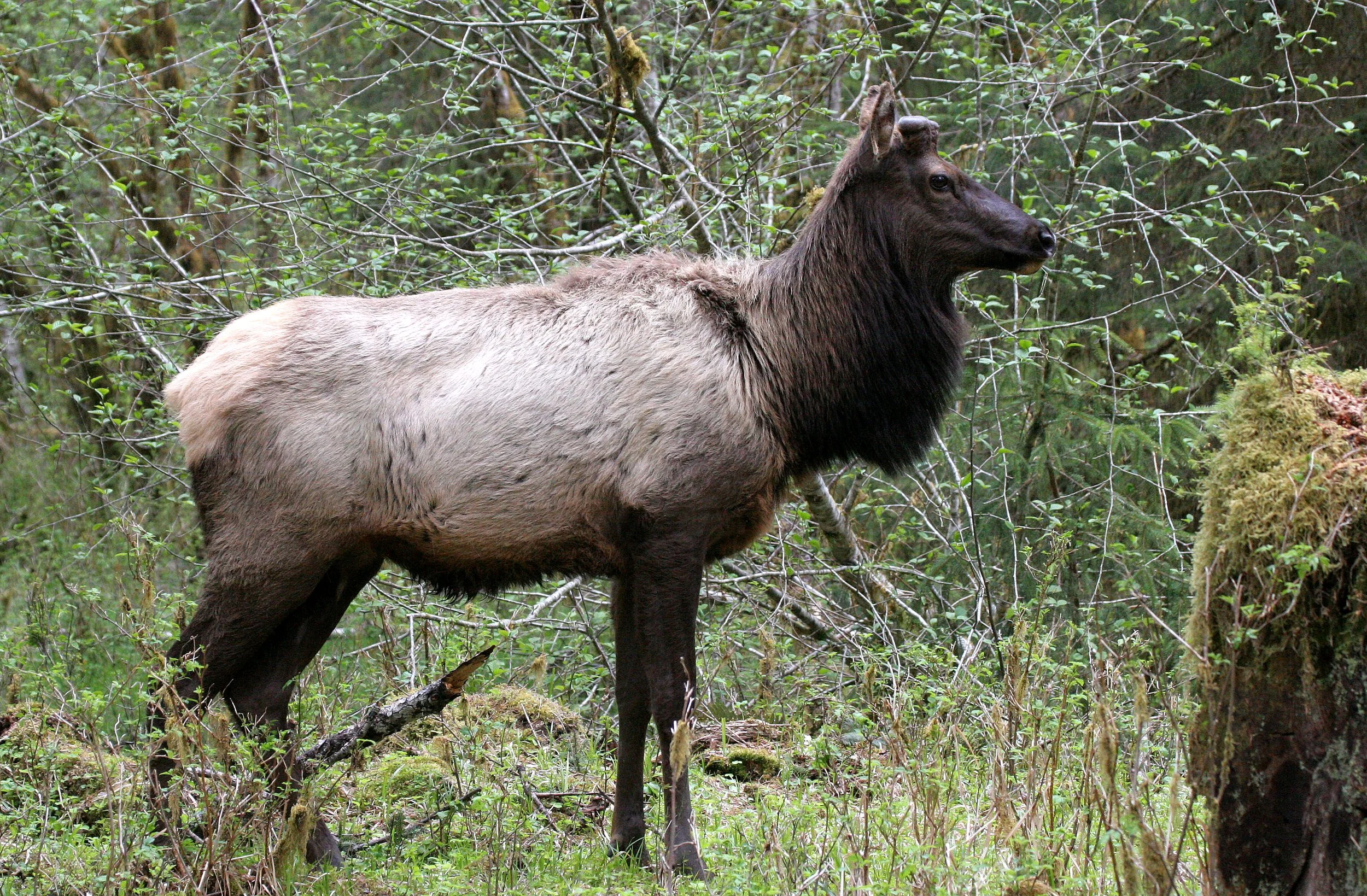 CERVID - ELK - ROOSEVELT ELK - CERVUS ELAPHUS ROOSEVELTI - HOH RIVER VALLEY - ONP WA (78).JPG