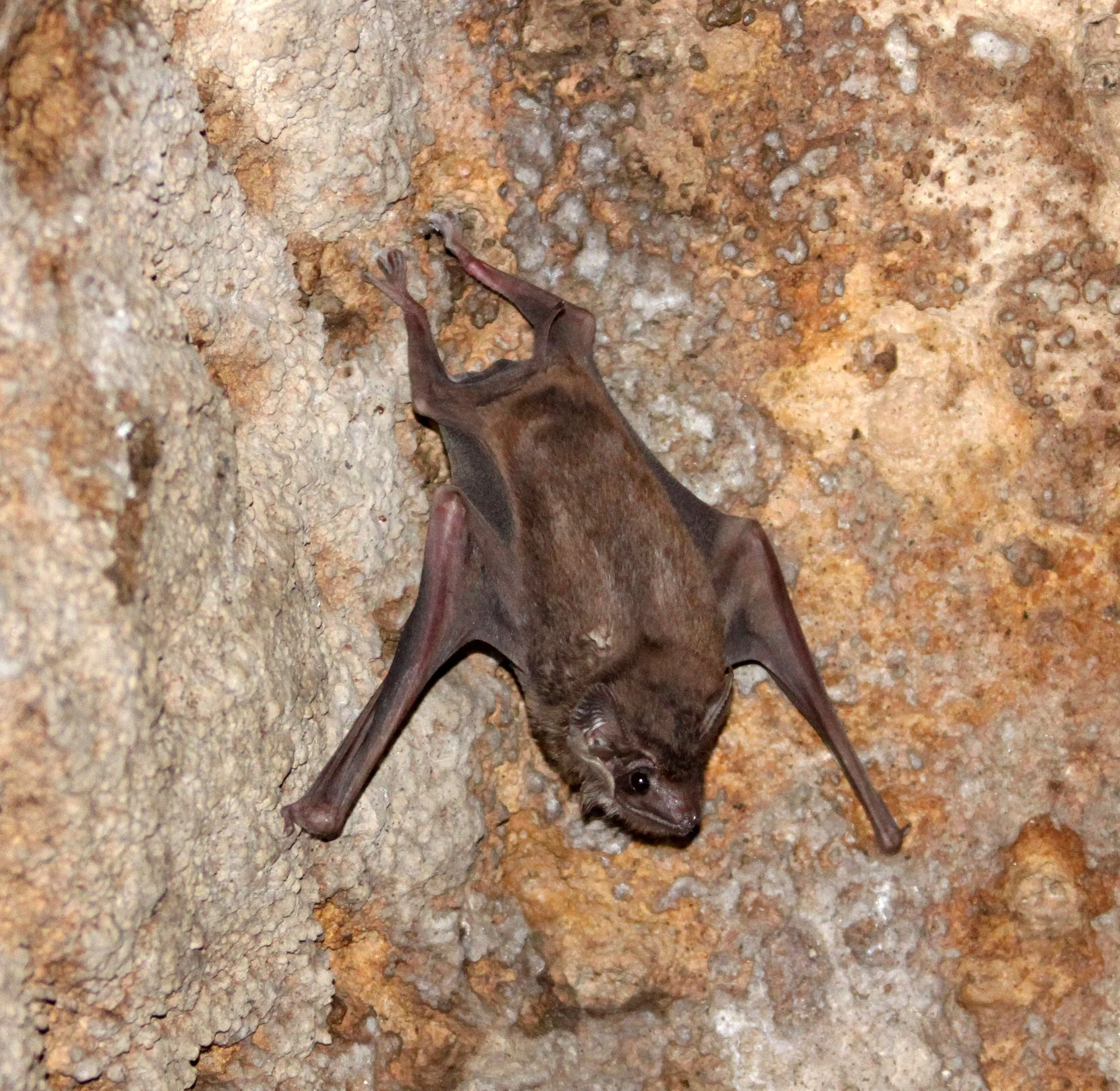 Taphozous theobaldi - THEOBOLD'S TOMB BAT - SIGIRIYA SOMEWHERE (3).JPG