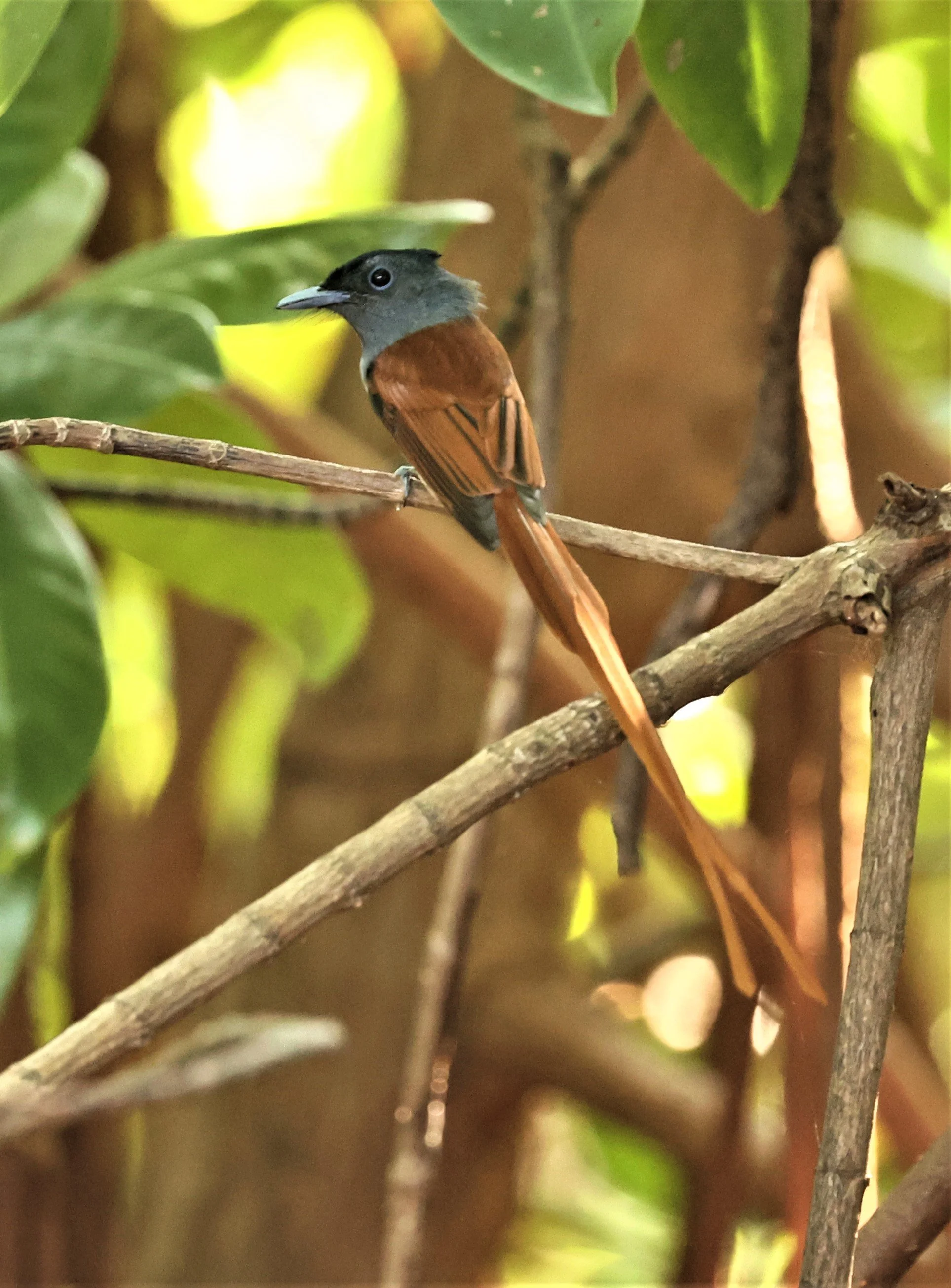 PARADISE-FLYCATCHER - BLYTH'S PARADISE-FLYCATCHER - Terpsiphone affinis - BANG PU OCT 30 2022 (21).jpg