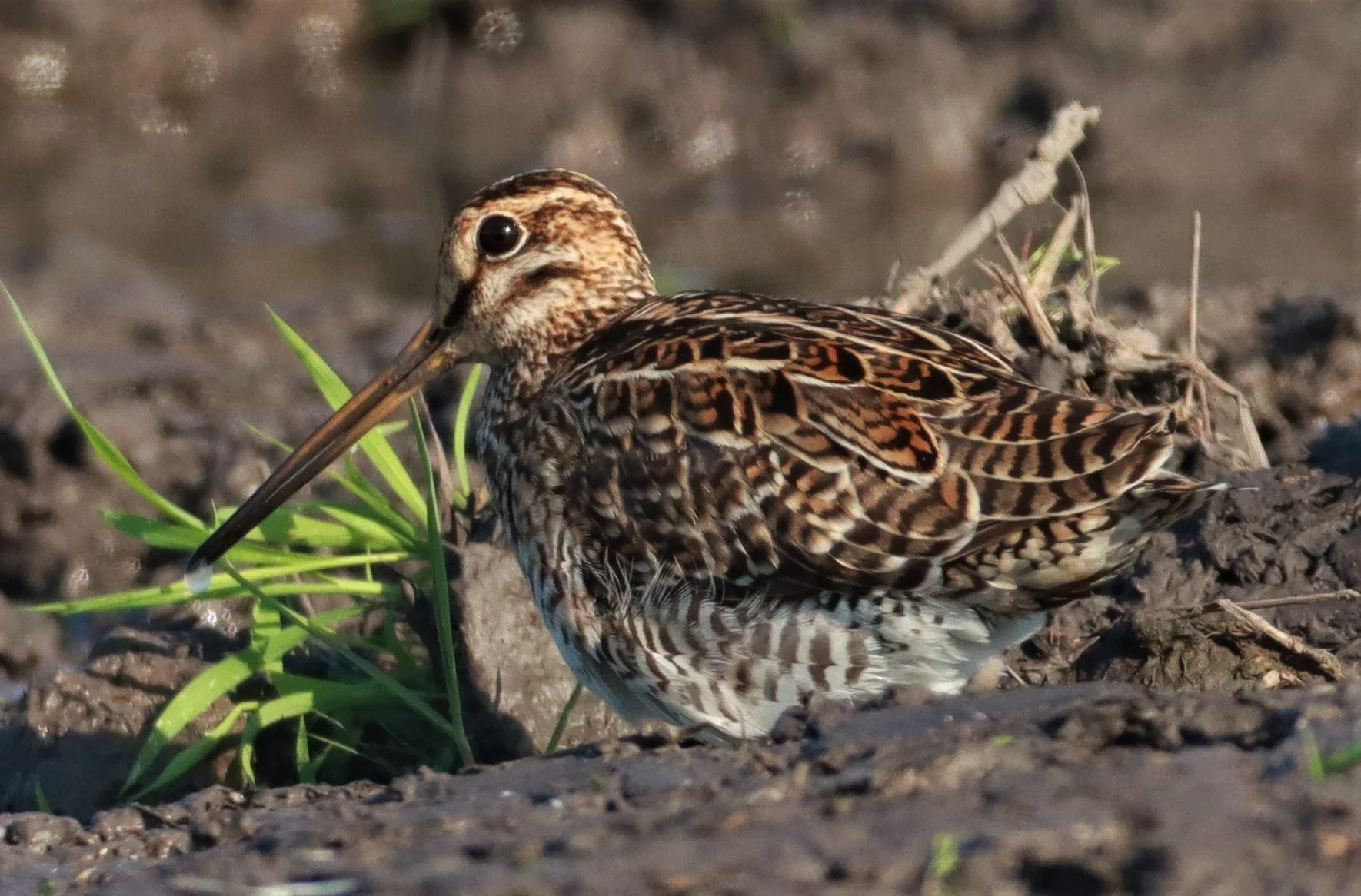 SNIPE - PINTAIL SNIPE - Gallinago stenura - PATHUM THANI RICE RESEARCH CENTER AUGUST 24 2021 (69).jpg