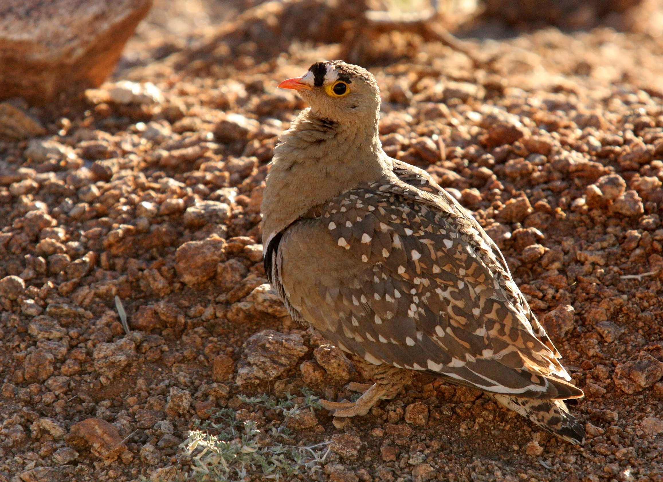 Double-banded Sandgrouse (Pterocles bicinctus) Augrabies Falls NP South Africa (4).JPG