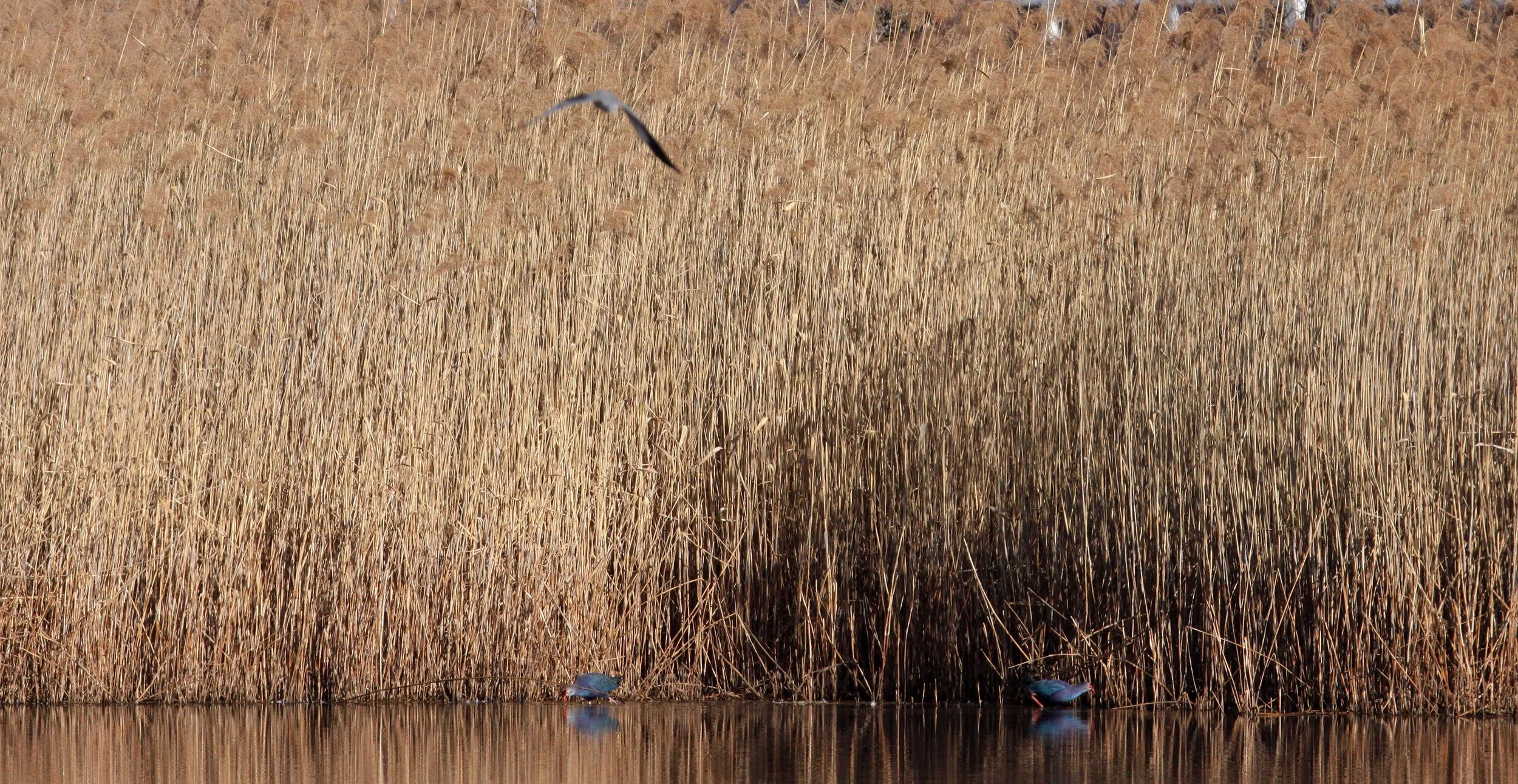 YUNNAN - CAO HAI WETLANDS YUNNAN CHINA.JPG
