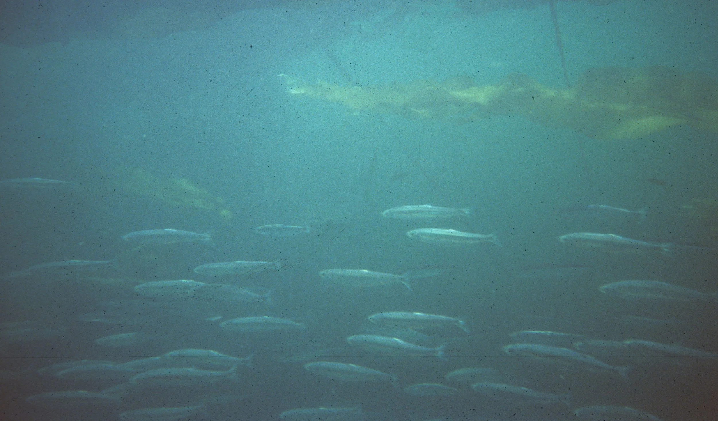 FISH - HERRING SWIMMING THE LAKE FARM KELP FORESTS B.jpg