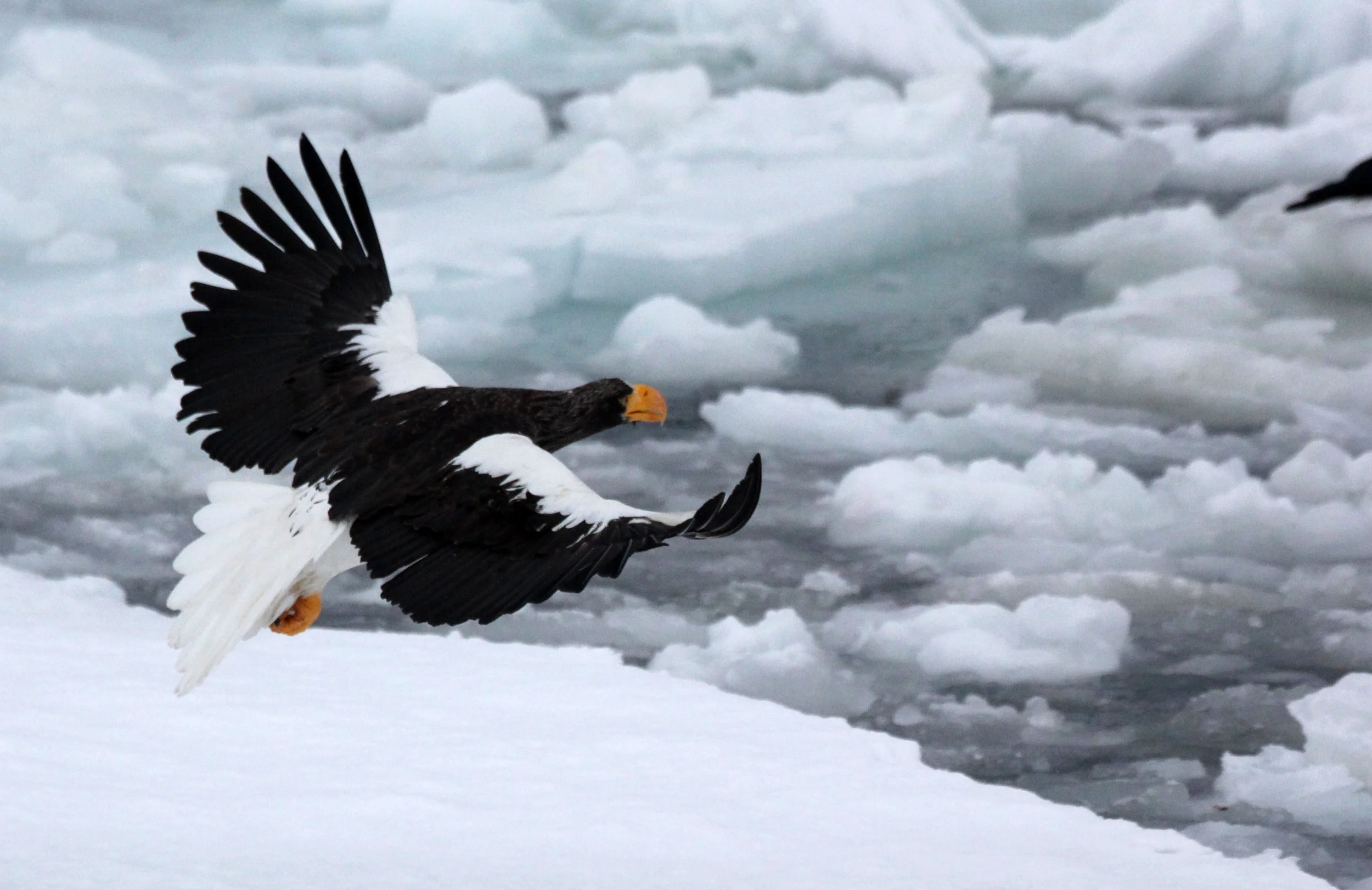 Haliaeetus pelagicus - STELLER'S SEA EAGLE - RAUSU, SHIRETOKO PENINSULA, HOKKAIDO JAPAN (79).JPG