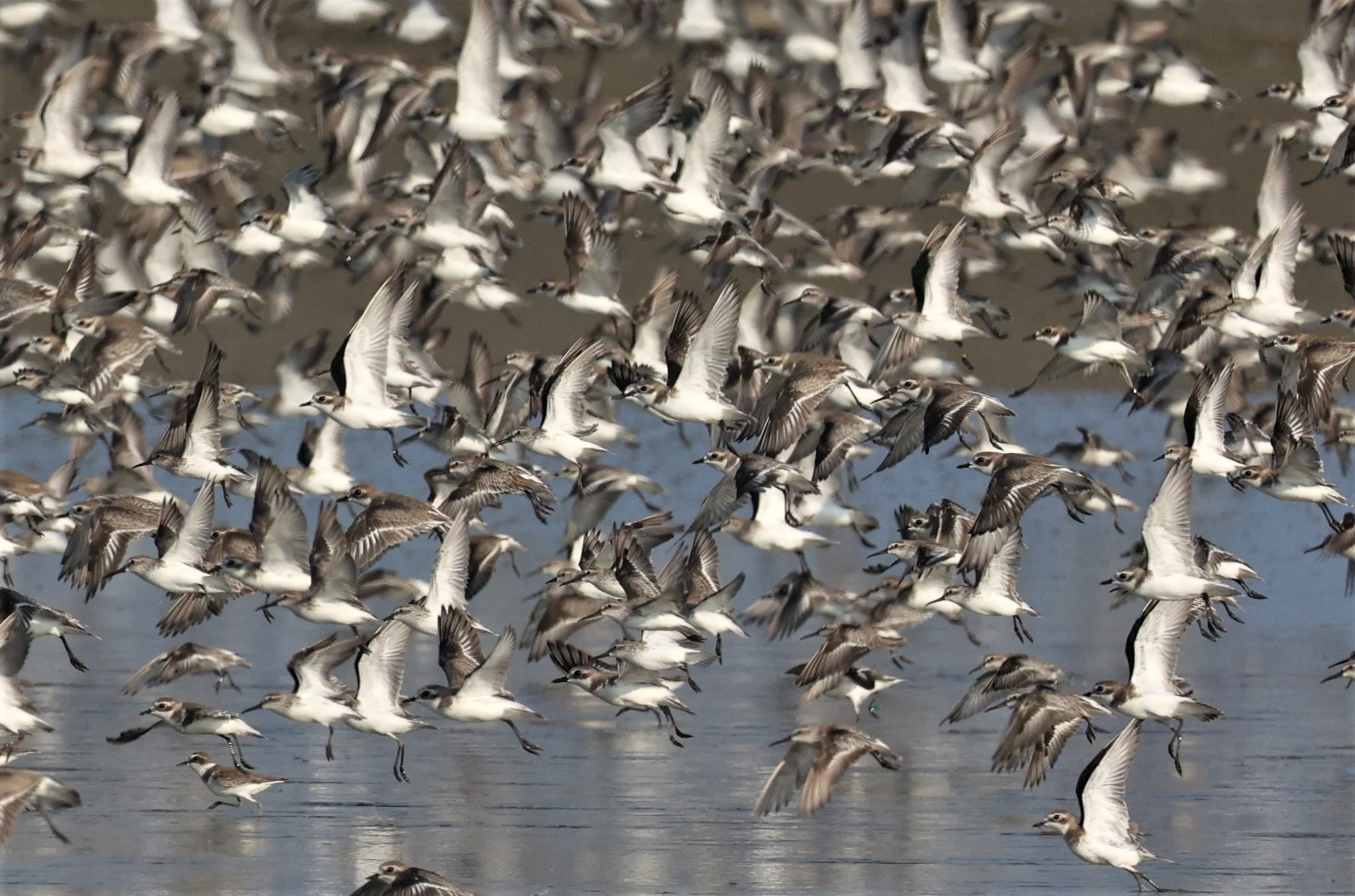 PLOVER - GREATER SAND-PLOVER - Charadrius leschenaultii - LESSER SP, CURLEW, BROADBILL SP PAK THALE OCTOBER 2 (34).jpg