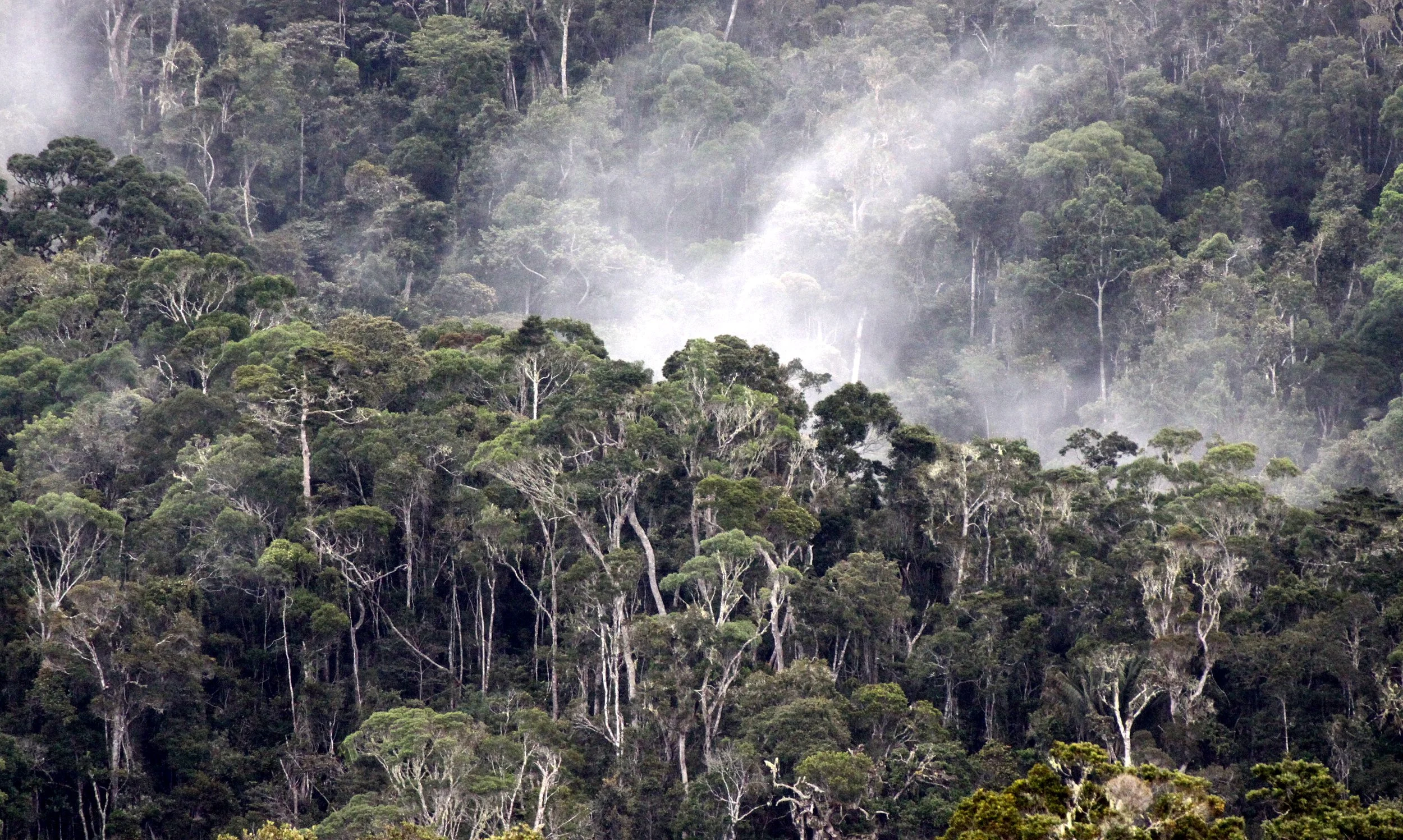 ANDISABE NATIONAL PARK MADAGASCAR - PRIMARY FOREST VIEWS (17).JPG