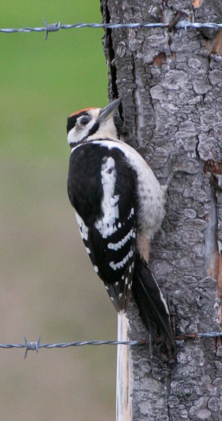 BIRD - WOODPECKER - GREAT SPOTTED - HORNOYA NORWAY.jpg
