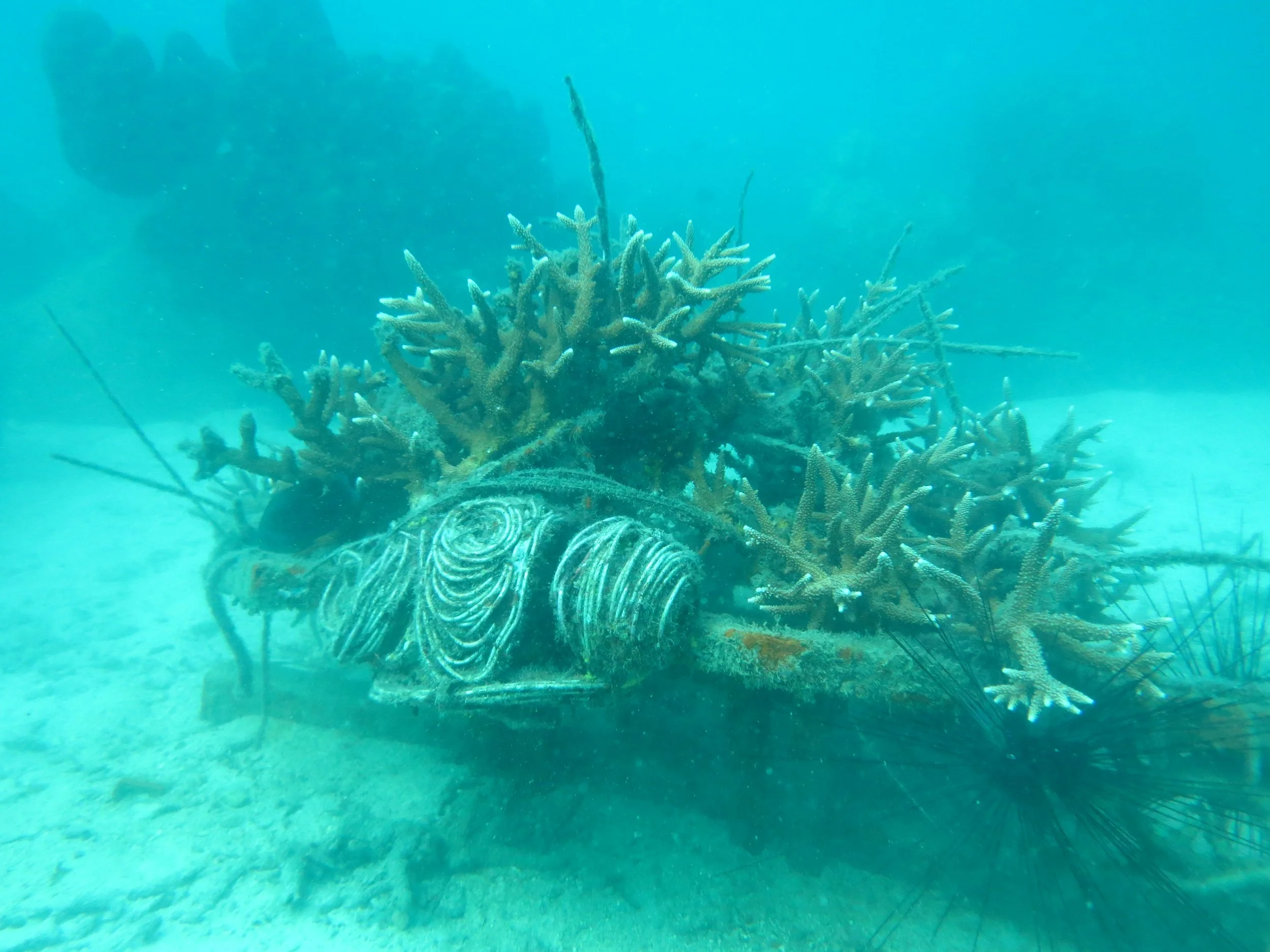 2016 BPS Satthahip Dive Trip with Marine Conservation Club (2).JPG
