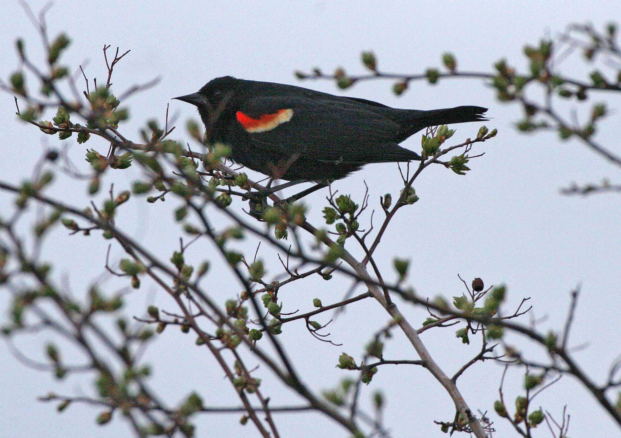 Red-winged Blackbird (Agelaius phoeniceus) Jamestown Olympic Peninsula Washington (14).JPG