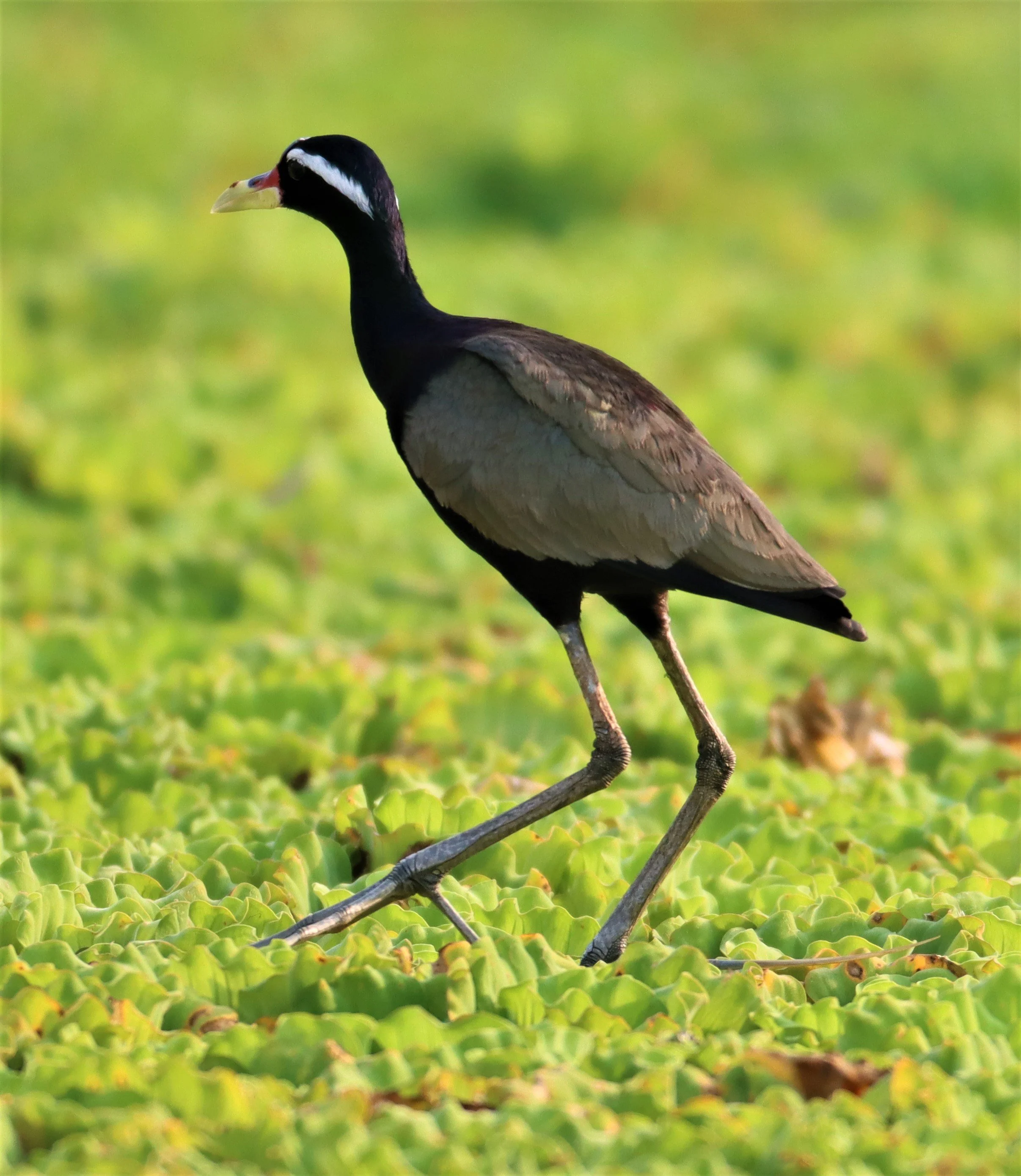 JACANA - BRONZE-WINGED JACANA - Metopidius indicus - LAT KRABANG WETLANDS NEAR BKK (35).jpg