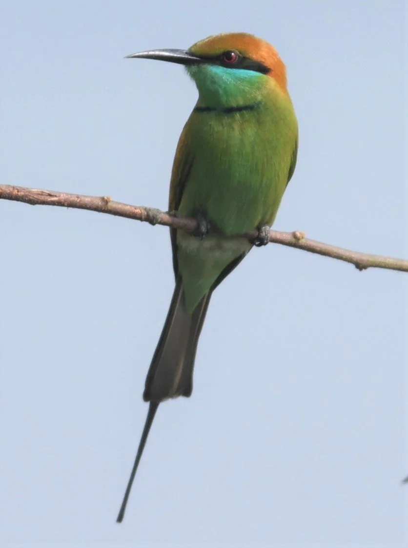 BEE-EATER - GREEN BEE-EATER - Merops orientalis - CHIANG SAEN CHIANG RAI - COUNTRYSIDE AND SMALL LAKE  (10).JPG