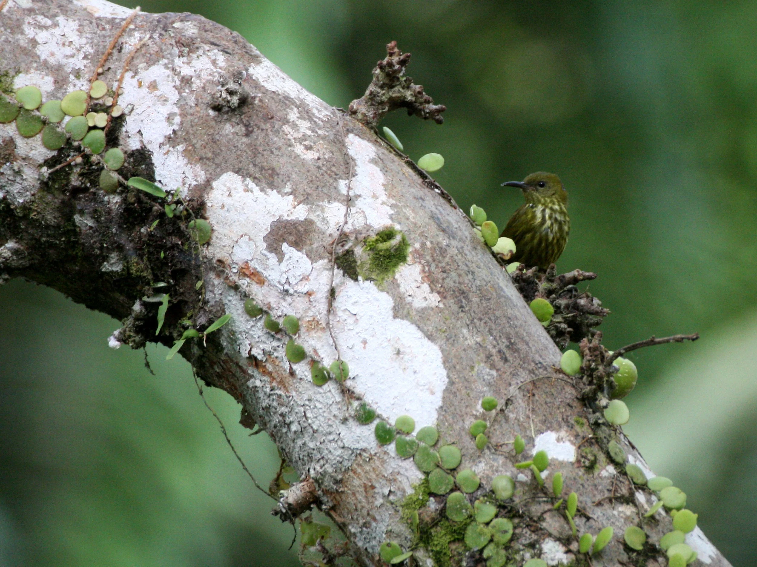 BIRD - SUNBIRD - PURPLE-NAPED SUNBIRD - HYPGRAMMA HYPOGRAMMICUM - KRUNG CHIN NP THAILAND  (3).JPG