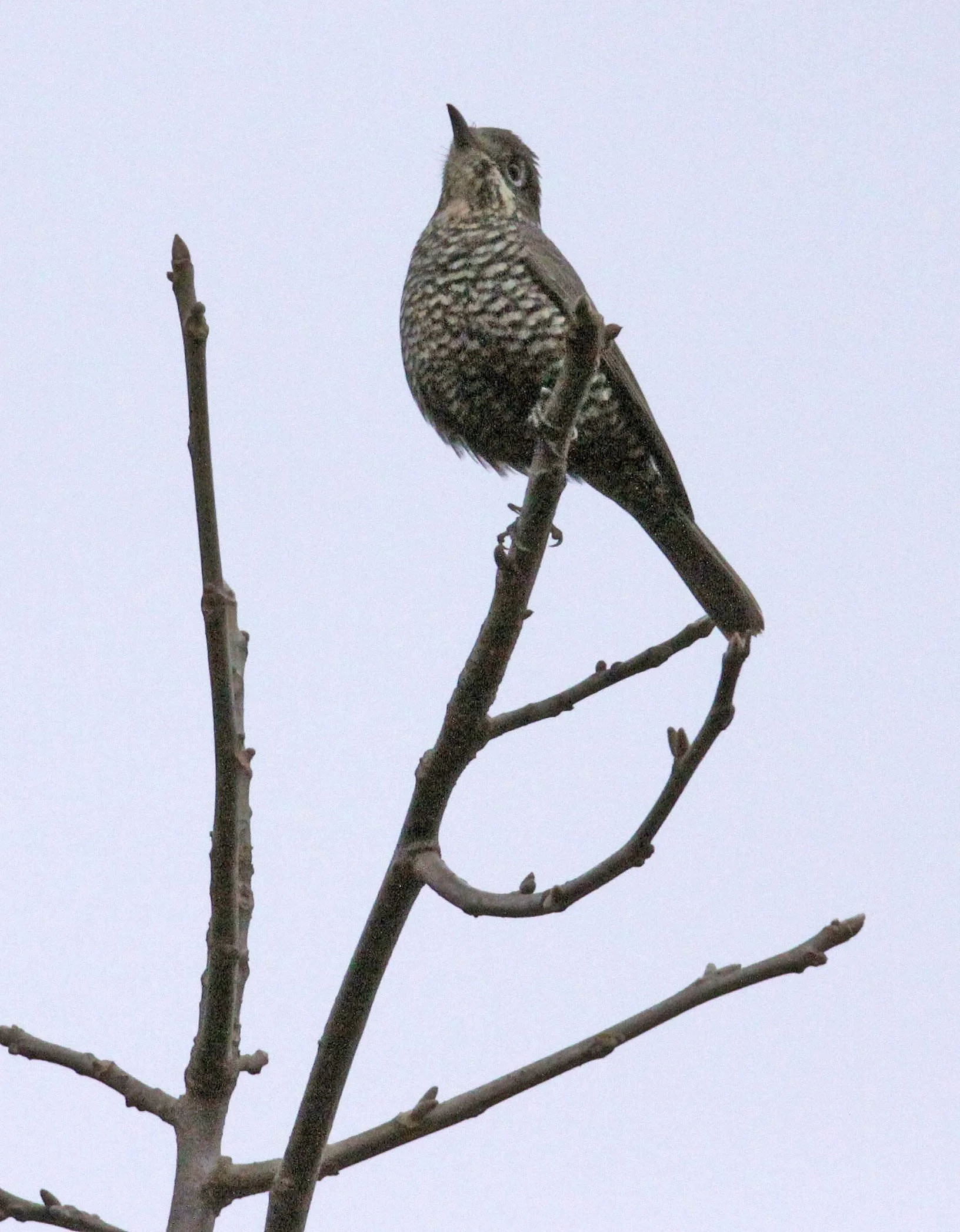 Alpine Thrush or Plain-backed Thrush (Zoothera mollissima) Wuliangshan ...