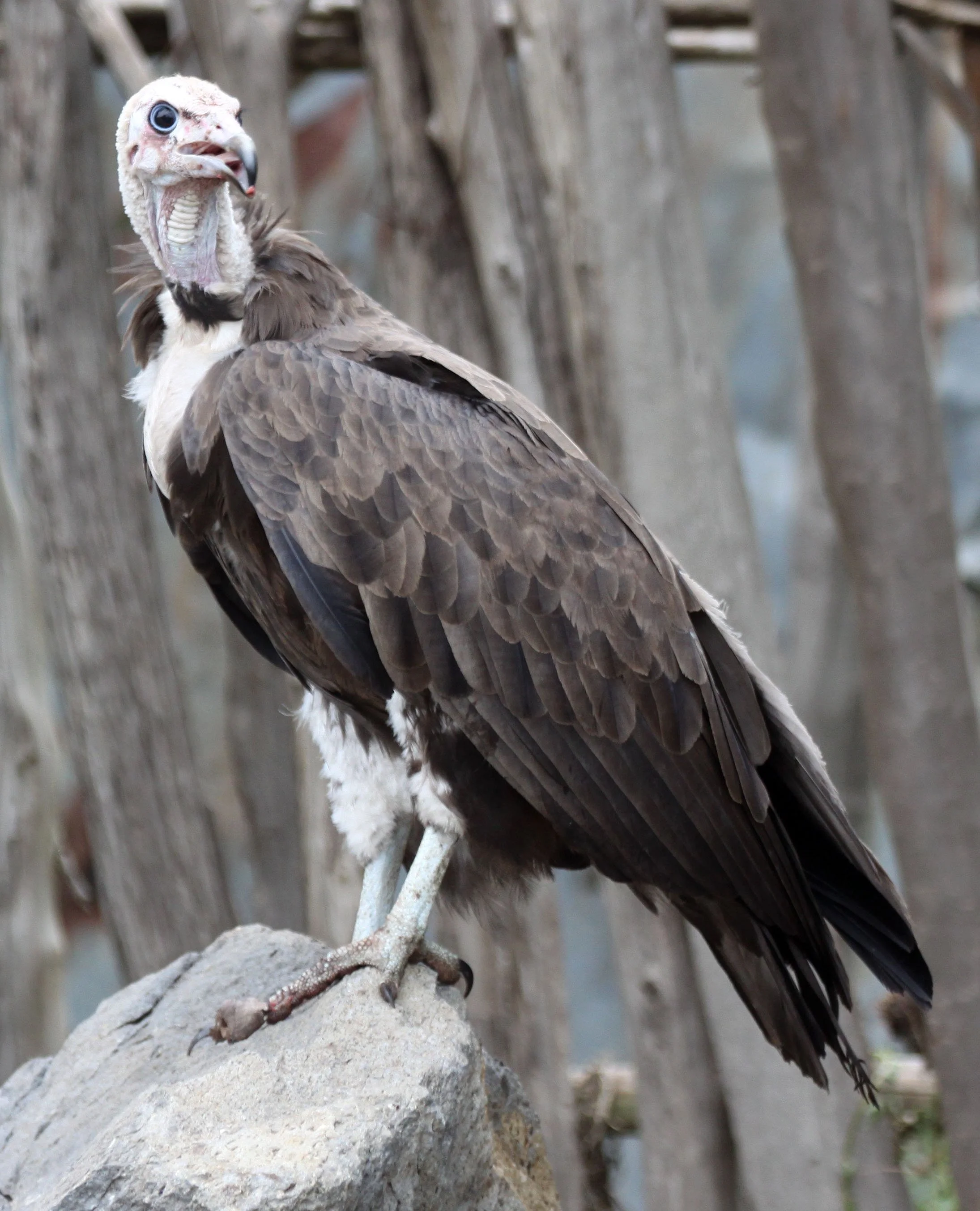 Trigonoceps occipitalis - WHITE-HEADED VULTURE - SHASHAMENE ETHIOPIA.JPG