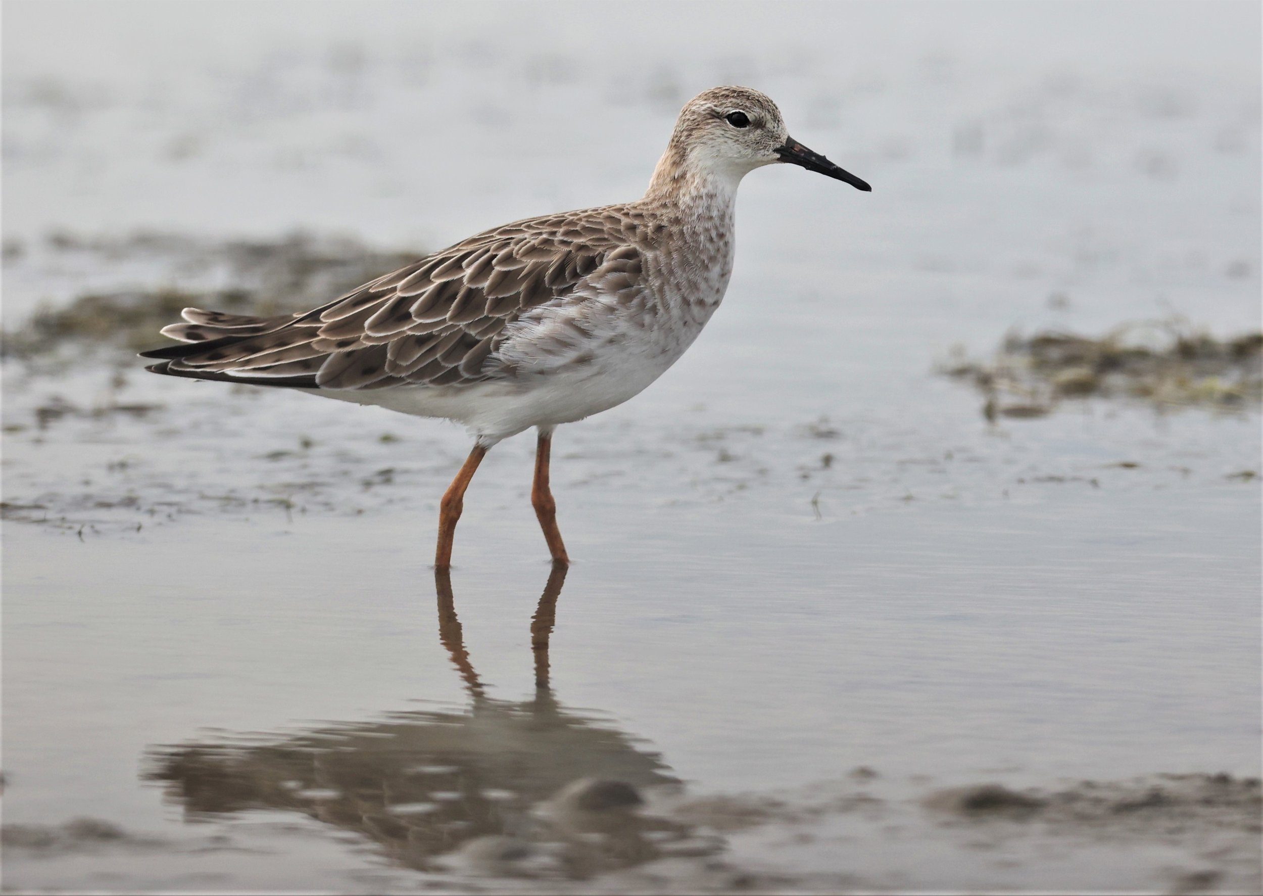 RUFF - Philomachus pugnax - CHACHOENGSAO  BANG PAKONG SALT PANS 14 NOV 2021 (11).jpg