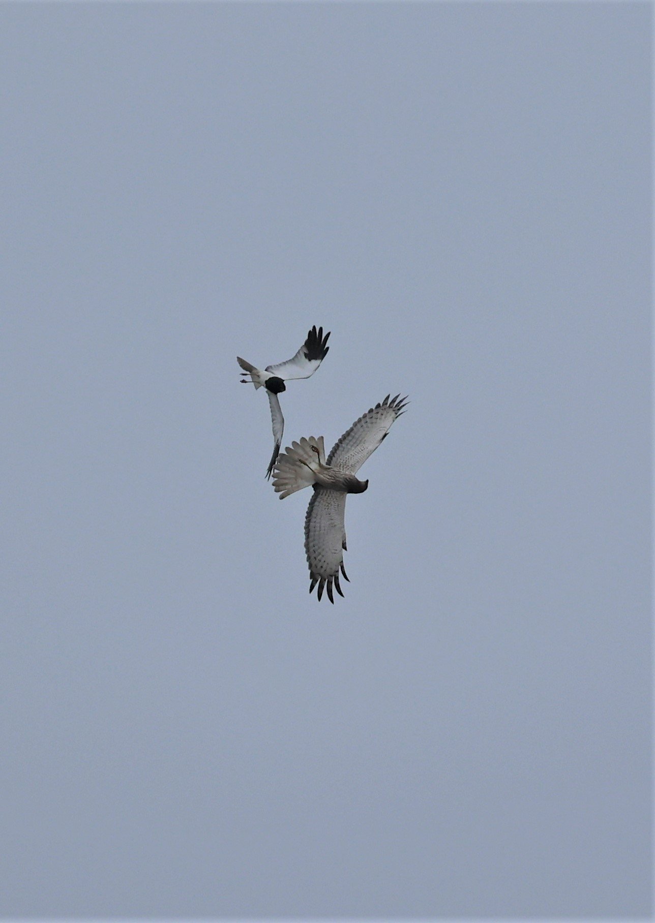 HARRIER - PIED HARRIER - Circus melanoleucos - YONOK CHIANG SAEN CHIANG RAI - ROOST Feb 2022 (53).jpg