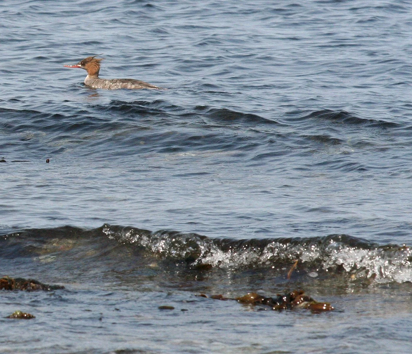 MERGANSER - RED-BREASTED MERGANSER - Mergus serrator - MOUTH OF ELWHA OLYMPIC PENINSULA WA- SOM'S (5).JPG
