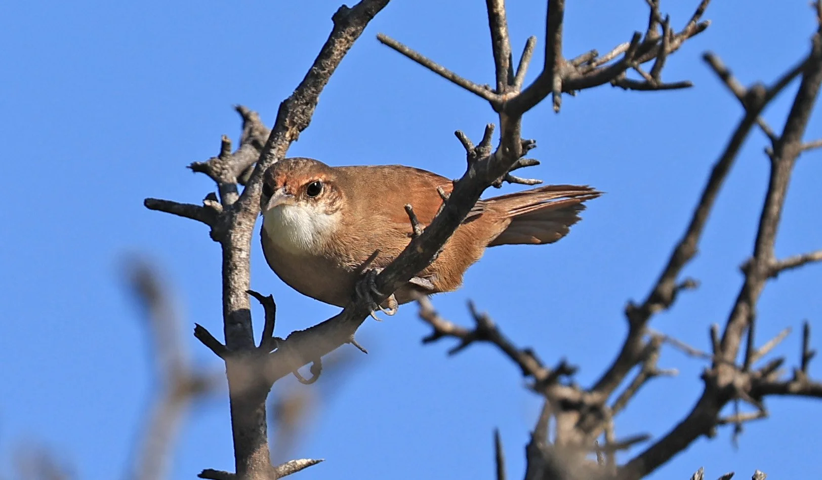 Chaco earthcreeper (Tarphonomus certhioides) Chaco Lodge & Laguna Salada Paraguay (23).jpg
