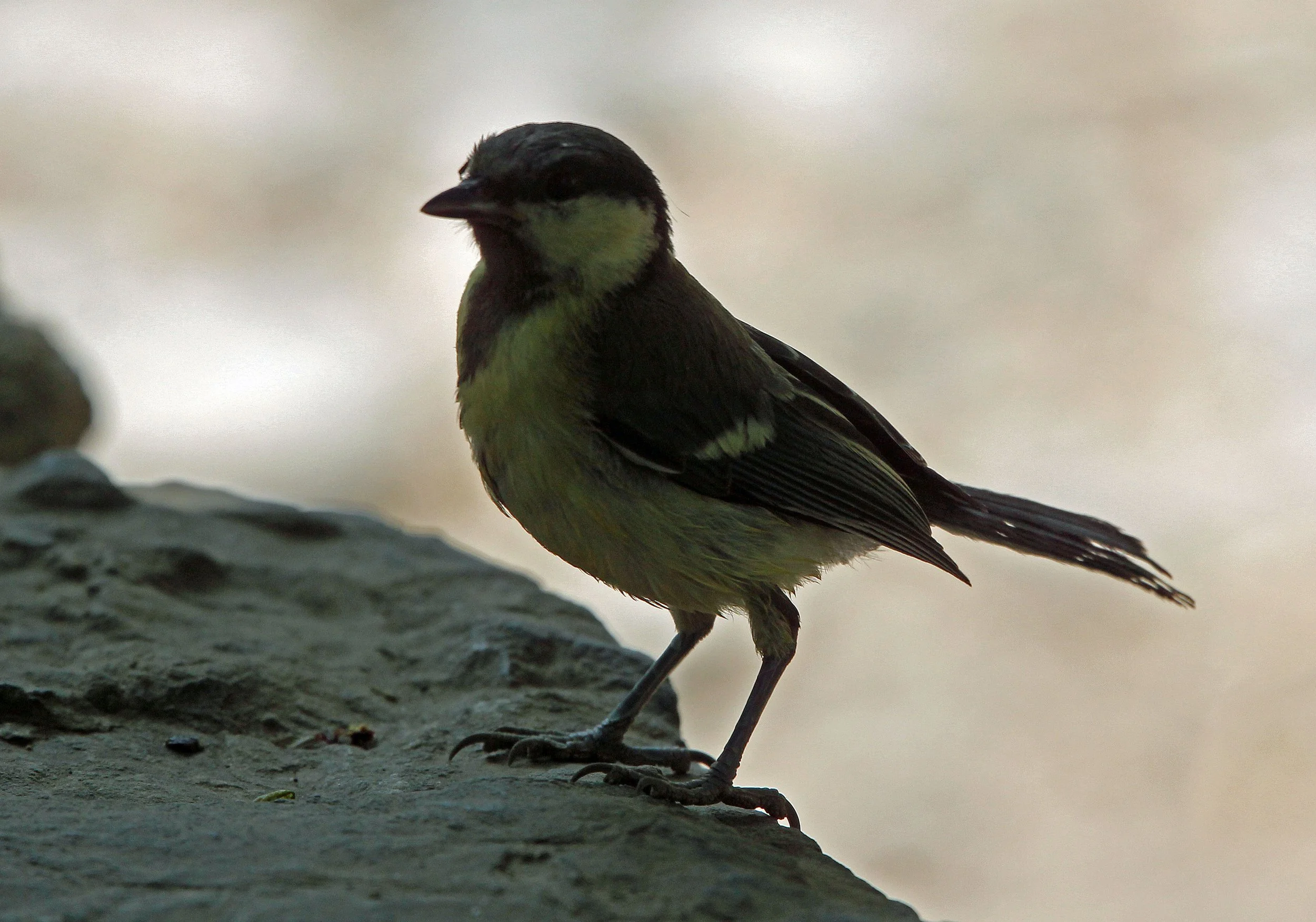 Genus Parus Tits — Coke Smith Wildlife