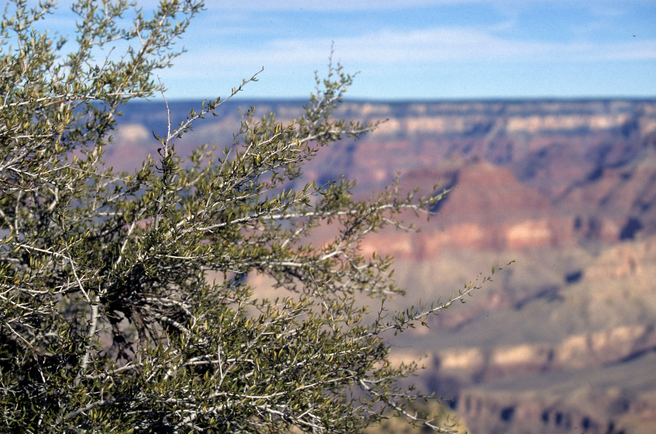 ARIZONA - GRAND CANYON - MOUNTAIN MAHOGANY.jpg
