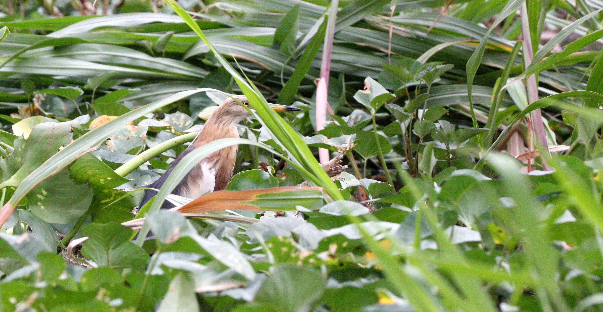 HERON - JAVAN POND HERON - Ardeoloa speciosa - BANGKOK THONBURI CANALS (5).JPG