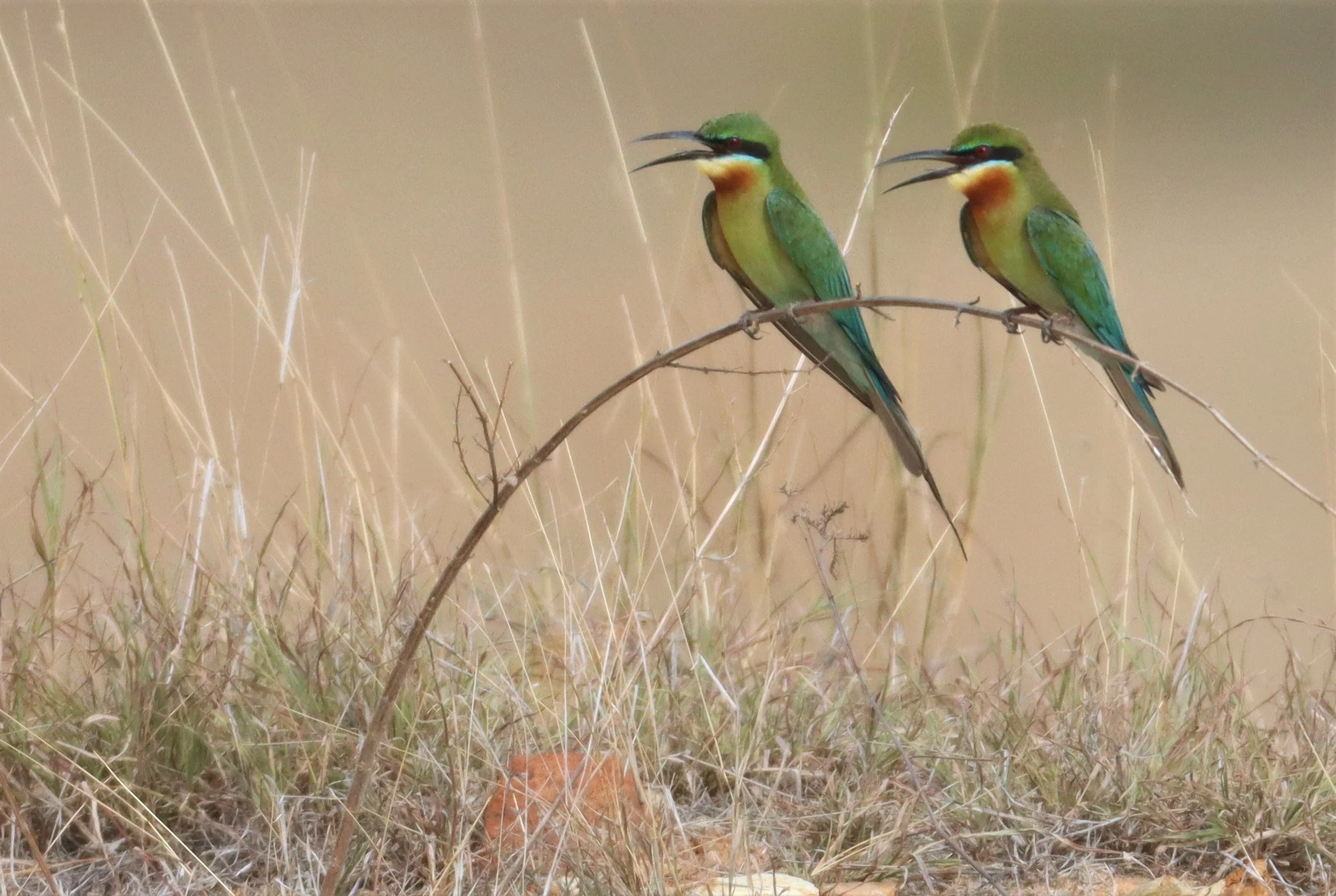BEE EATER - BLUE-TAILED BEE-EATER - Merops philippinus - PETCHABURI OPEN QUARY AREA ON WAY TO BAAN MAKA (2).jpg