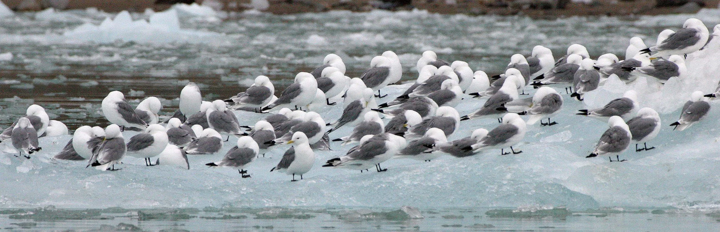 BIRD - KITTIWAKE - BLACK-LEGGED - SVALBARD (23).jpg