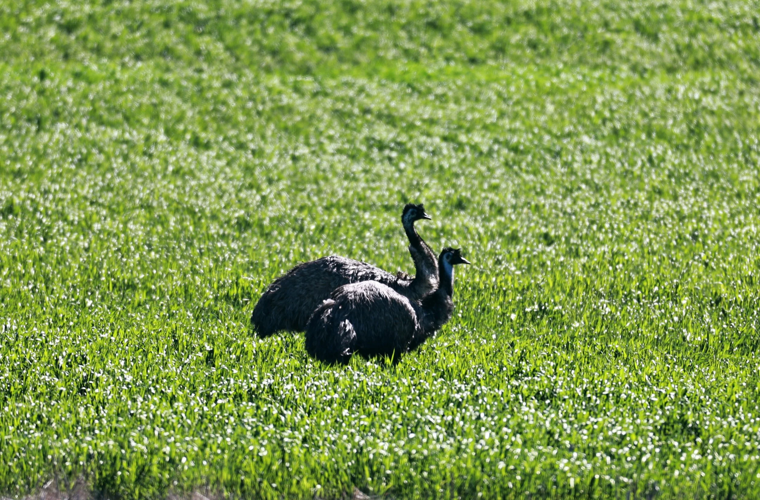 Emu (Dromaius novaehollandiae) Stirling Range NP - Western Australia (27).jpg