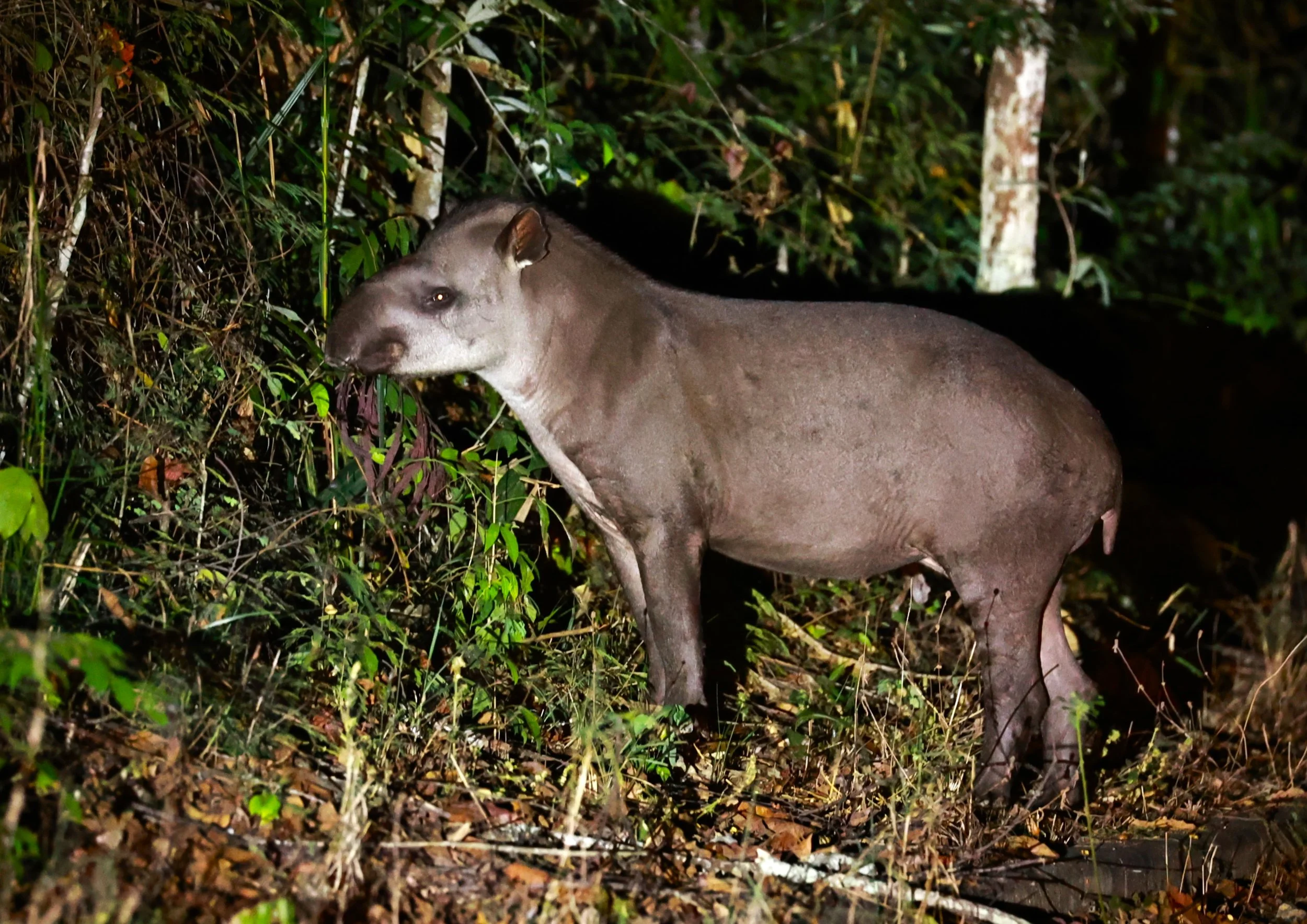 Tapirus terrestris - Brazilian or South American Tapir - Rio Doce State Park, Minas Gerais, Brazil (14).JPG