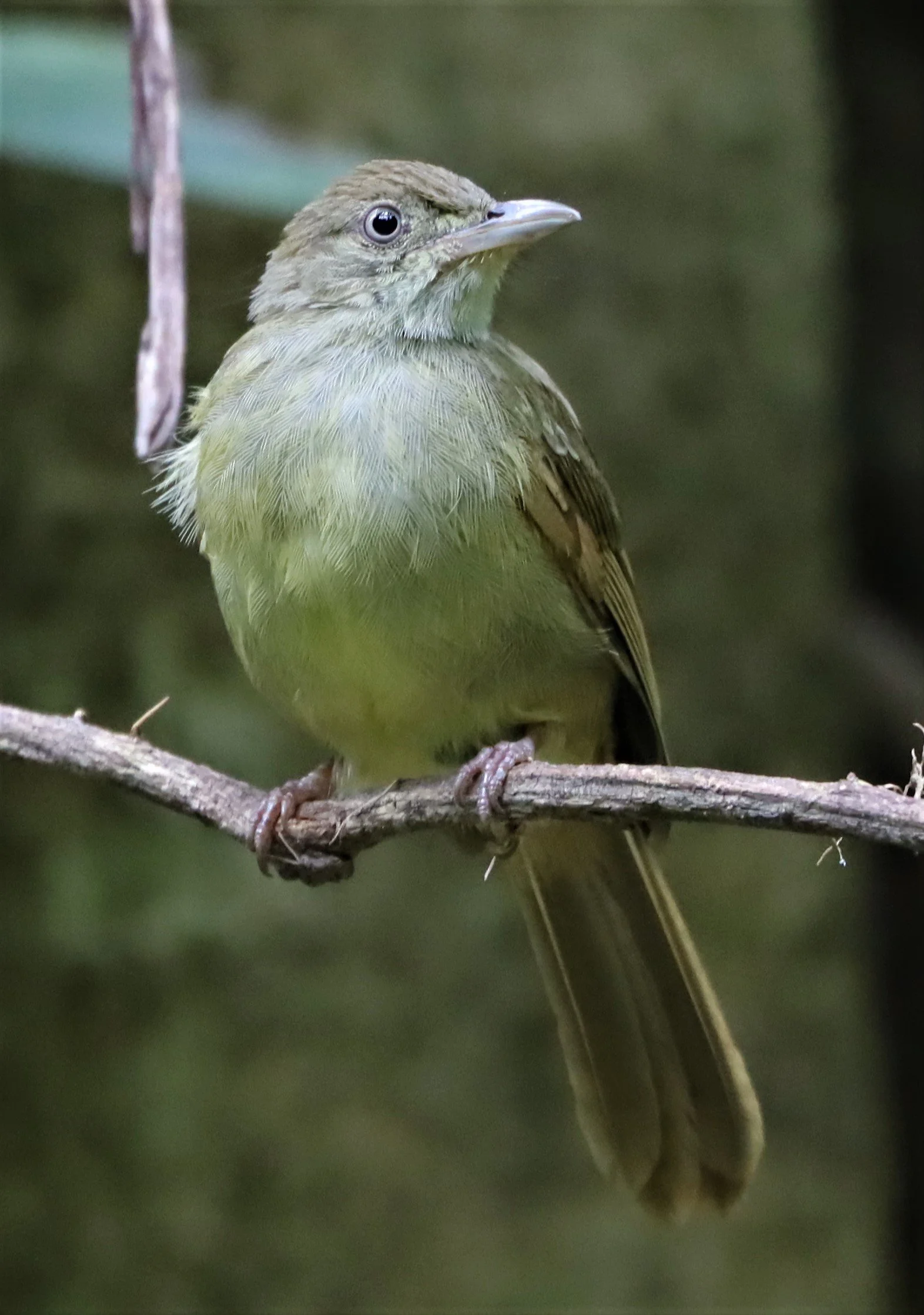 BULBUL - GREY-EYED BULBUL - Iole propinqua -  - DOI INTHANON JULY 2 2021 (17).jpg