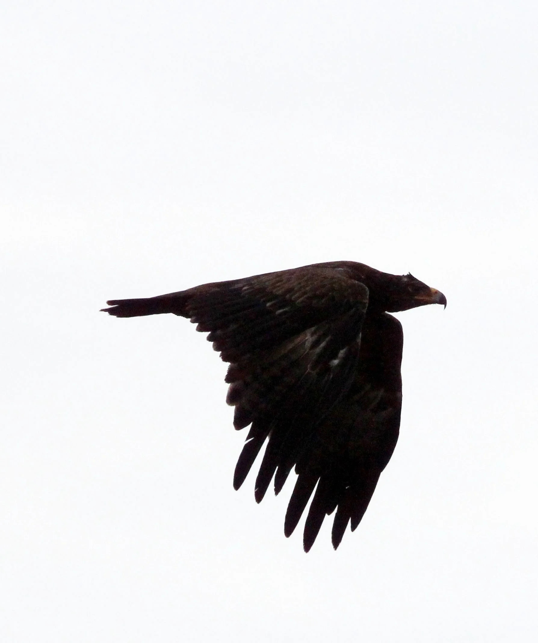 Clanga clanga - GREATER-SPOTTED EAGLE - SAMBURU NATIONAL PARK KENYA (2).JPG