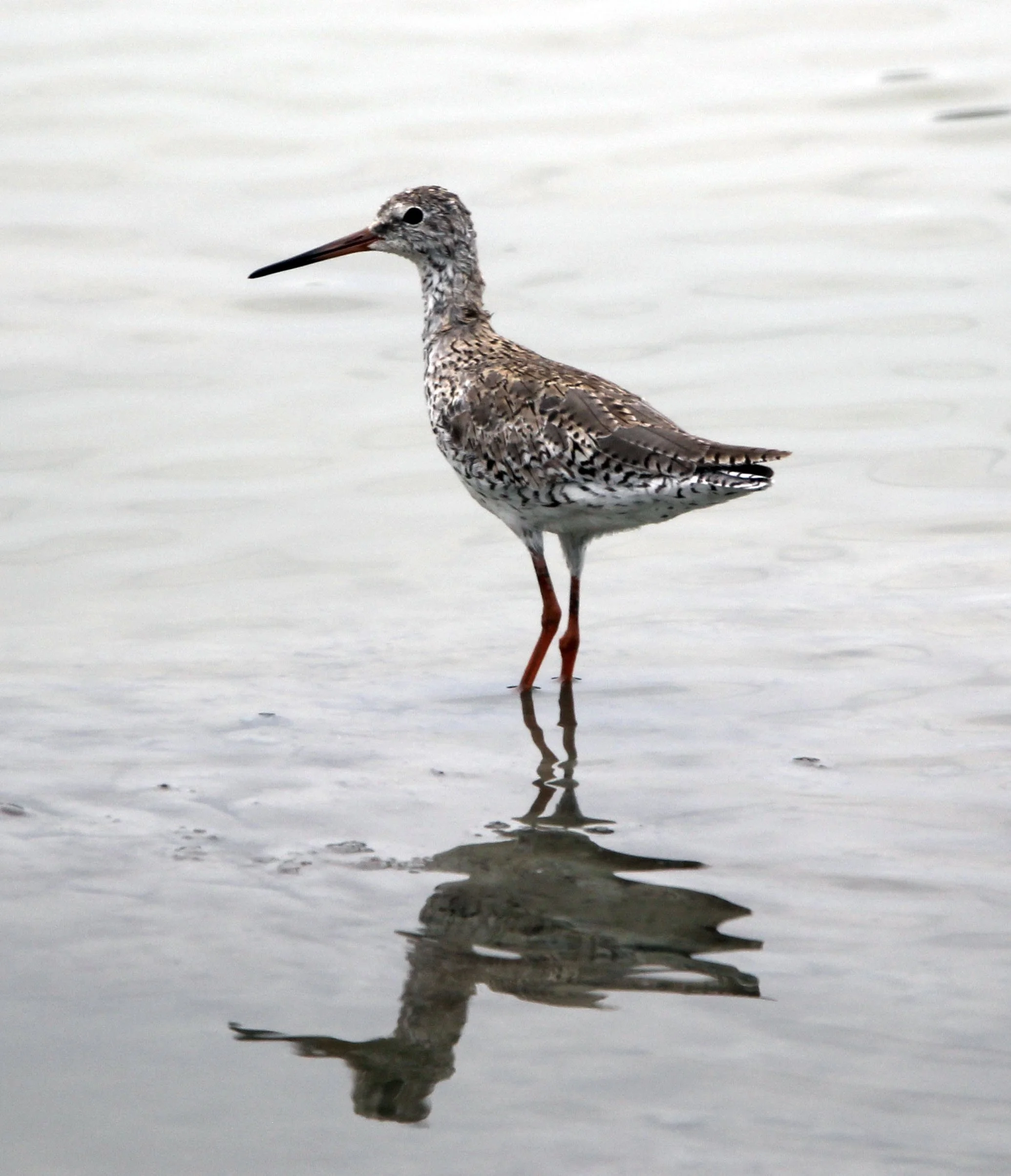 REDSHANK - COMMON REDSHANK - Tringa totanus - KAO SAM ROI YOD NATIONAL PARK THAILAND (17).JPG