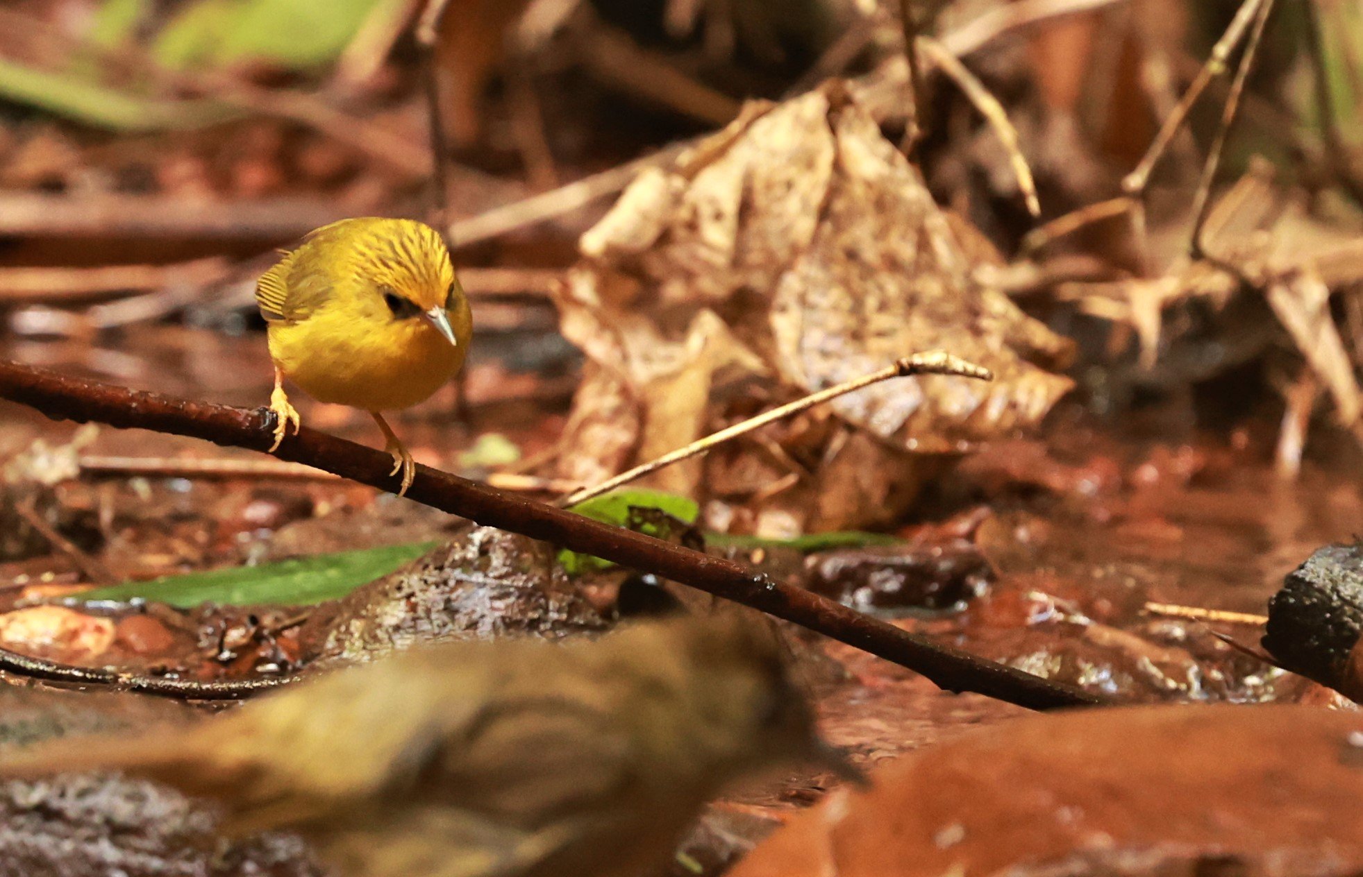 BABBLER - GOLDEN BABBLER  - Cyanoderma chrysaeum - PHU SUAN SAI NATIONAL PARK LOEI PROVINCE (4).jpg
