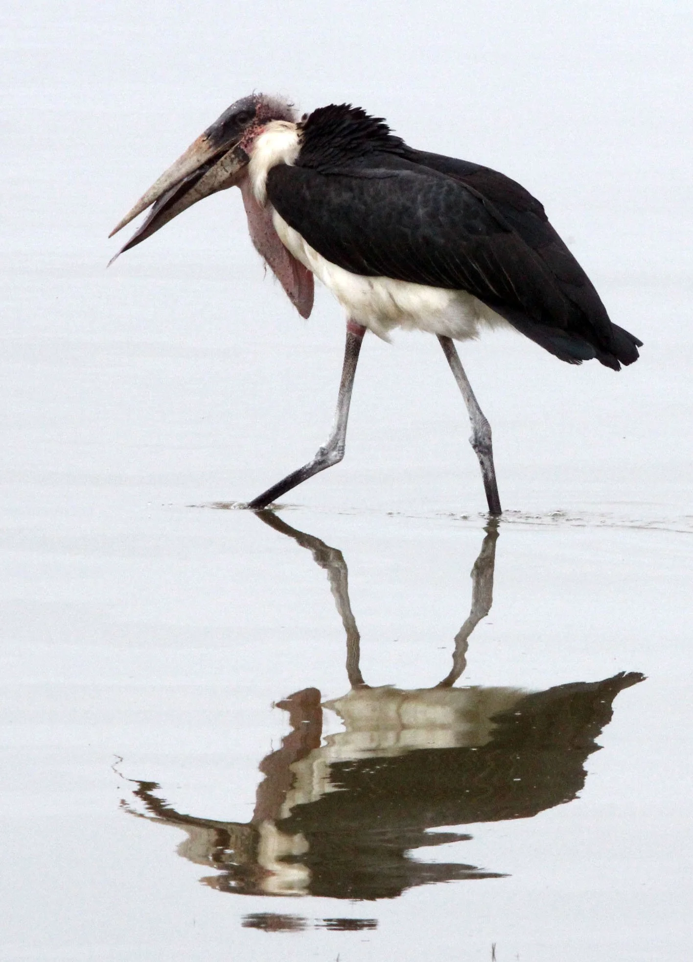 STORK - MARABOU STORK - Leptoptilos crumenifer - ZIWAY LAKE ETHIOPIA (4).JPG