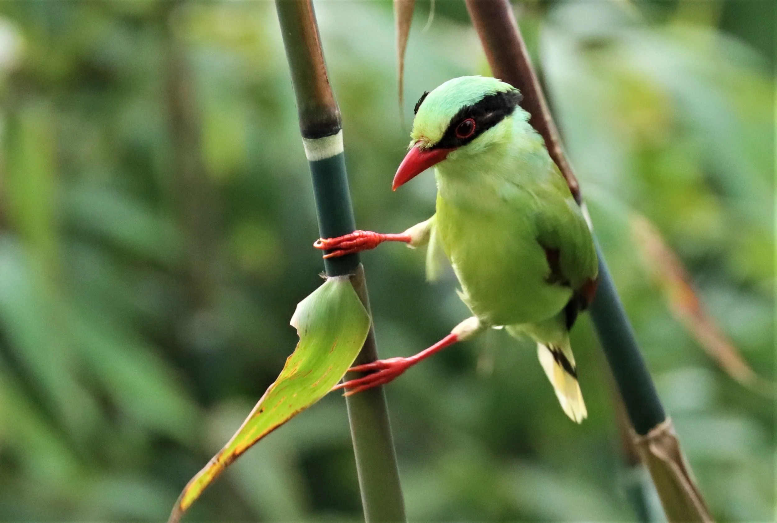 MAGPIE - COMMON GREEN MAGPIE - Cissa chinensis - KHAO YAI NP SEP 18 2021 GIFT'S IMAGES (16).jpg