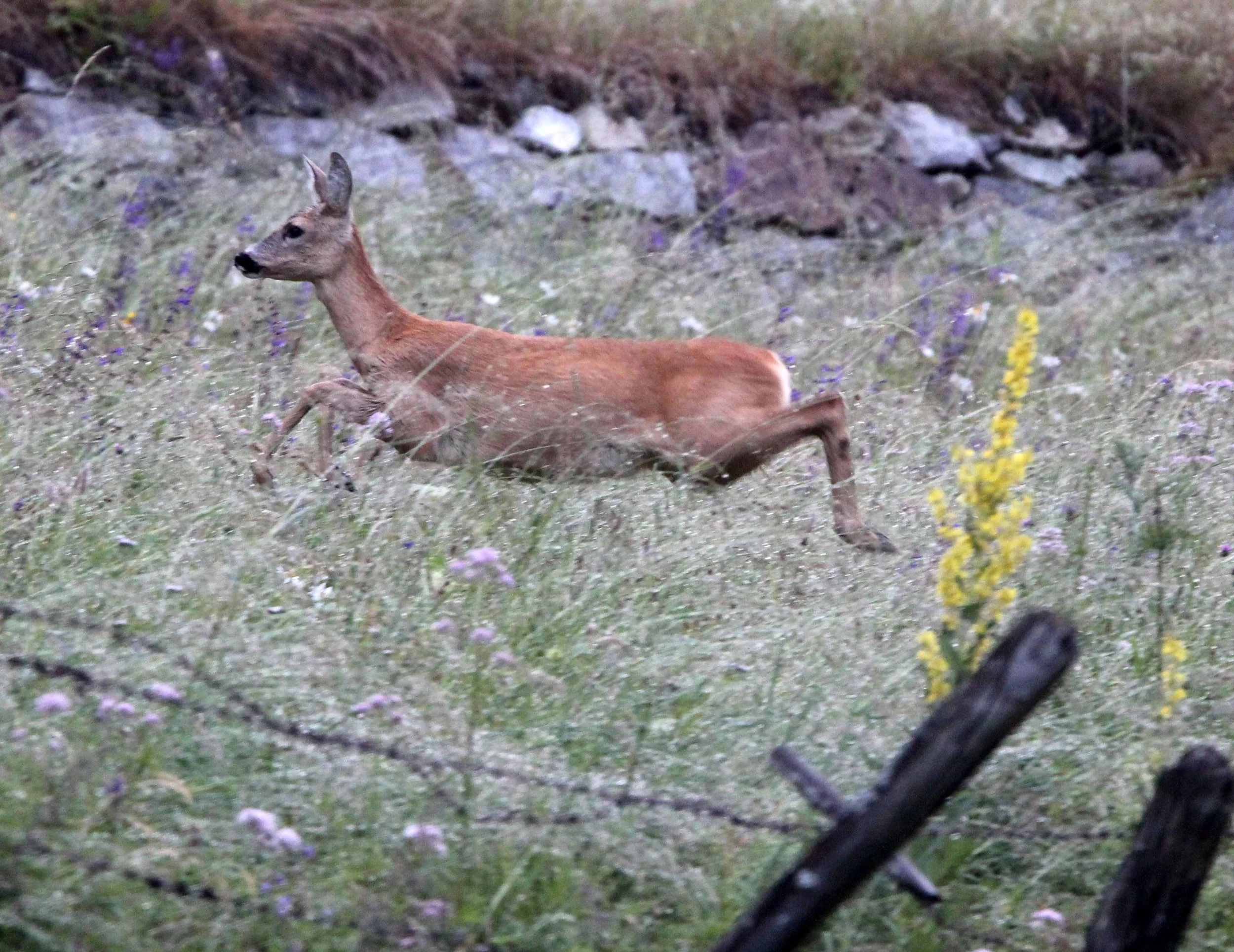 Tribe Capreolini the Roe & Water Deer — Coke Smith Wildlife