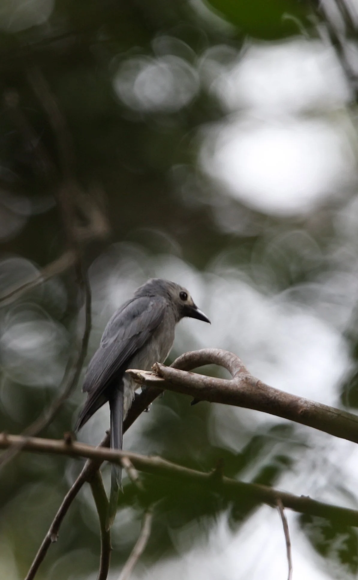 DRONGO - ASHY DRONGO - Dicrurus leucophaeus - KAENG KRACHAN NP THAILAND (14).JPG