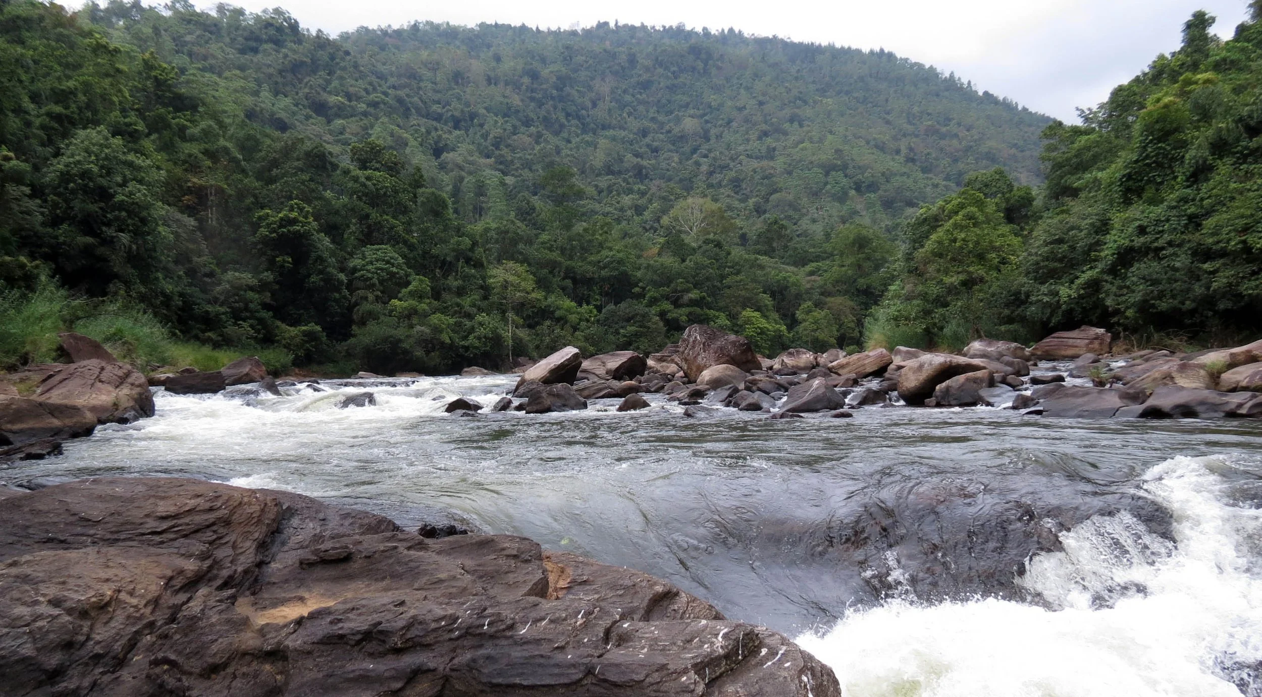 KITULGALA FOREST PRESERVE SRI LANKA (38).JPG
