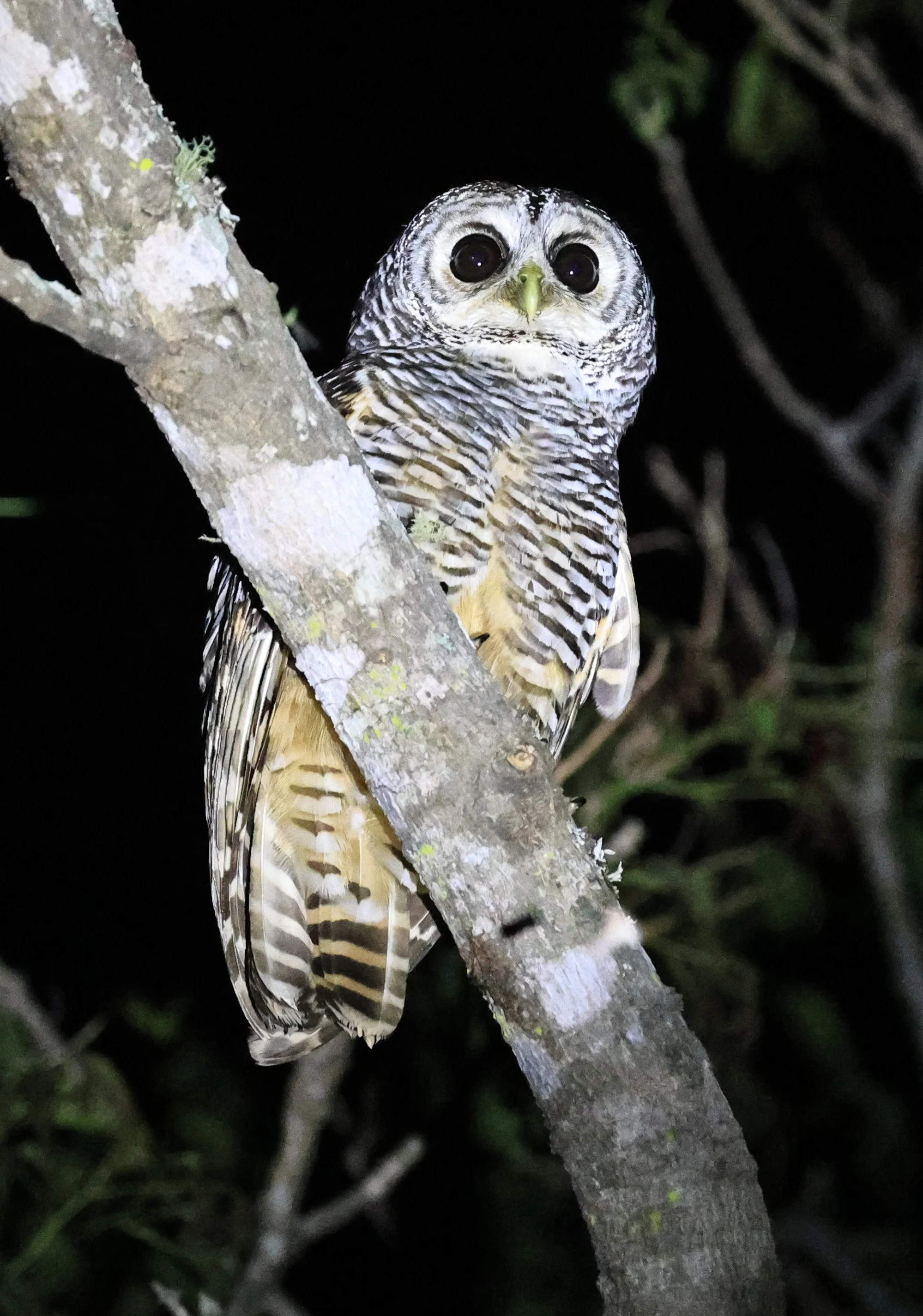 Chaco Owl (Strix chacoensis) Reserva Nueland  Selva Serena (52).jpg