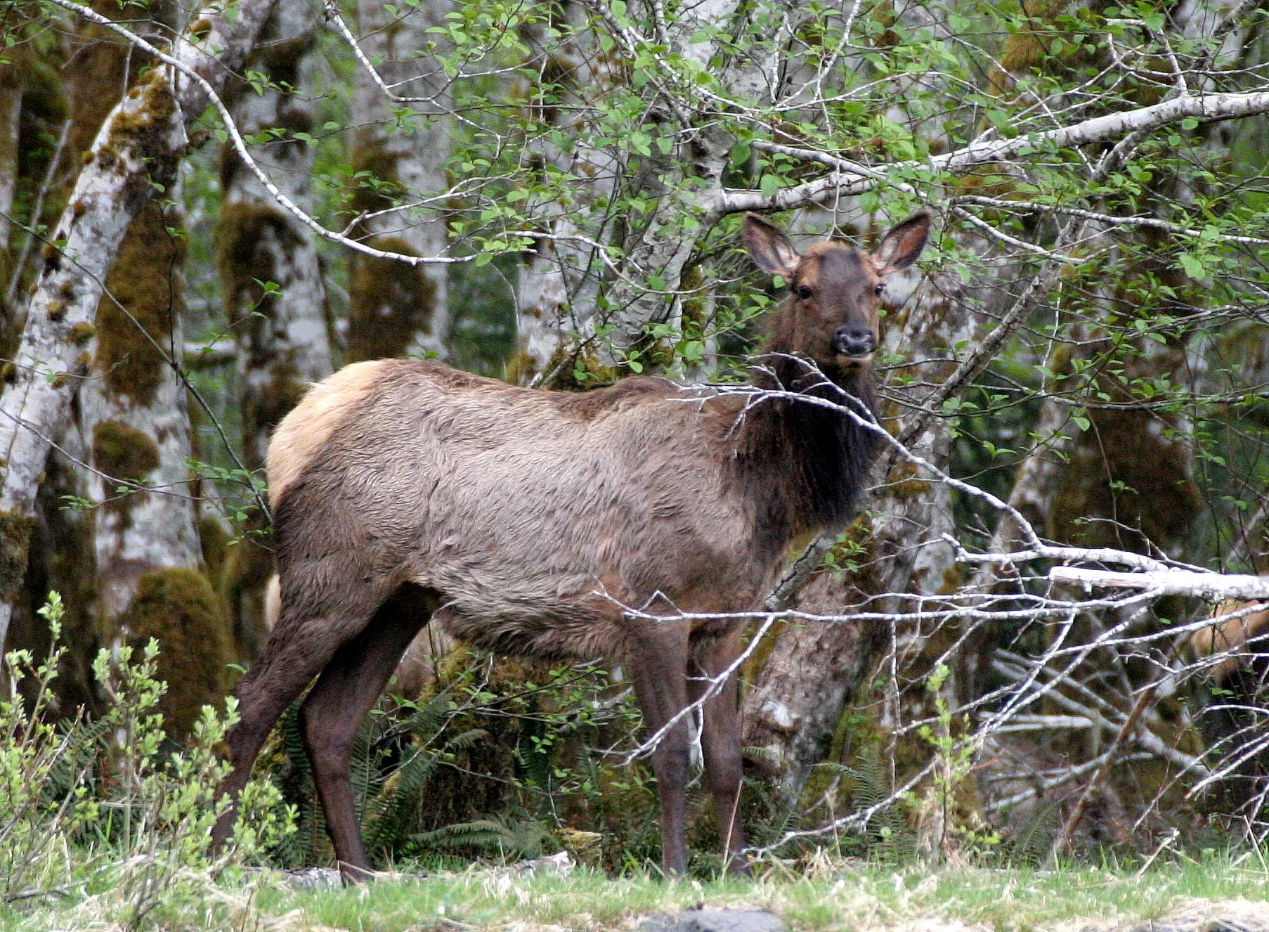 Cervus canadensis roosevelti - ROOSEVELT ELK - HOH RIVER VALLEY - ONP WA  (168).JPG