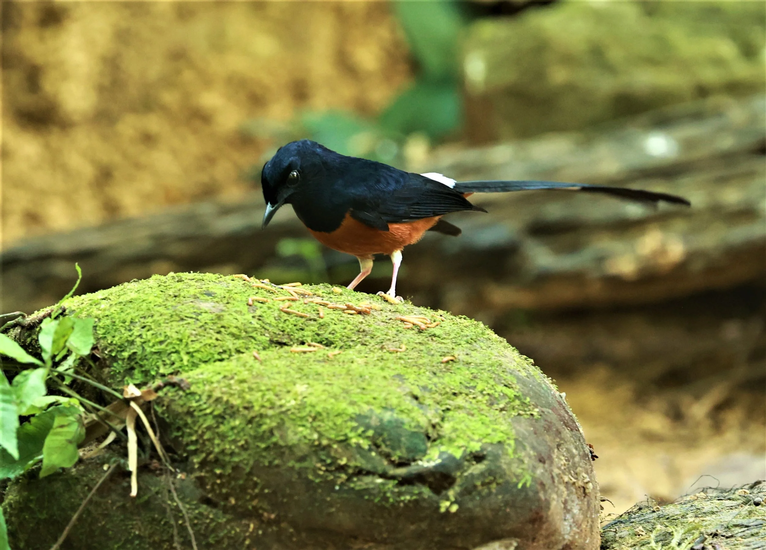 SHAMA - WHITE-RUMPED SHAMA - Copsychus malabaricus - Si Phang Nga National Park, Thailand Feb 18-19, 2023 (2).jpg