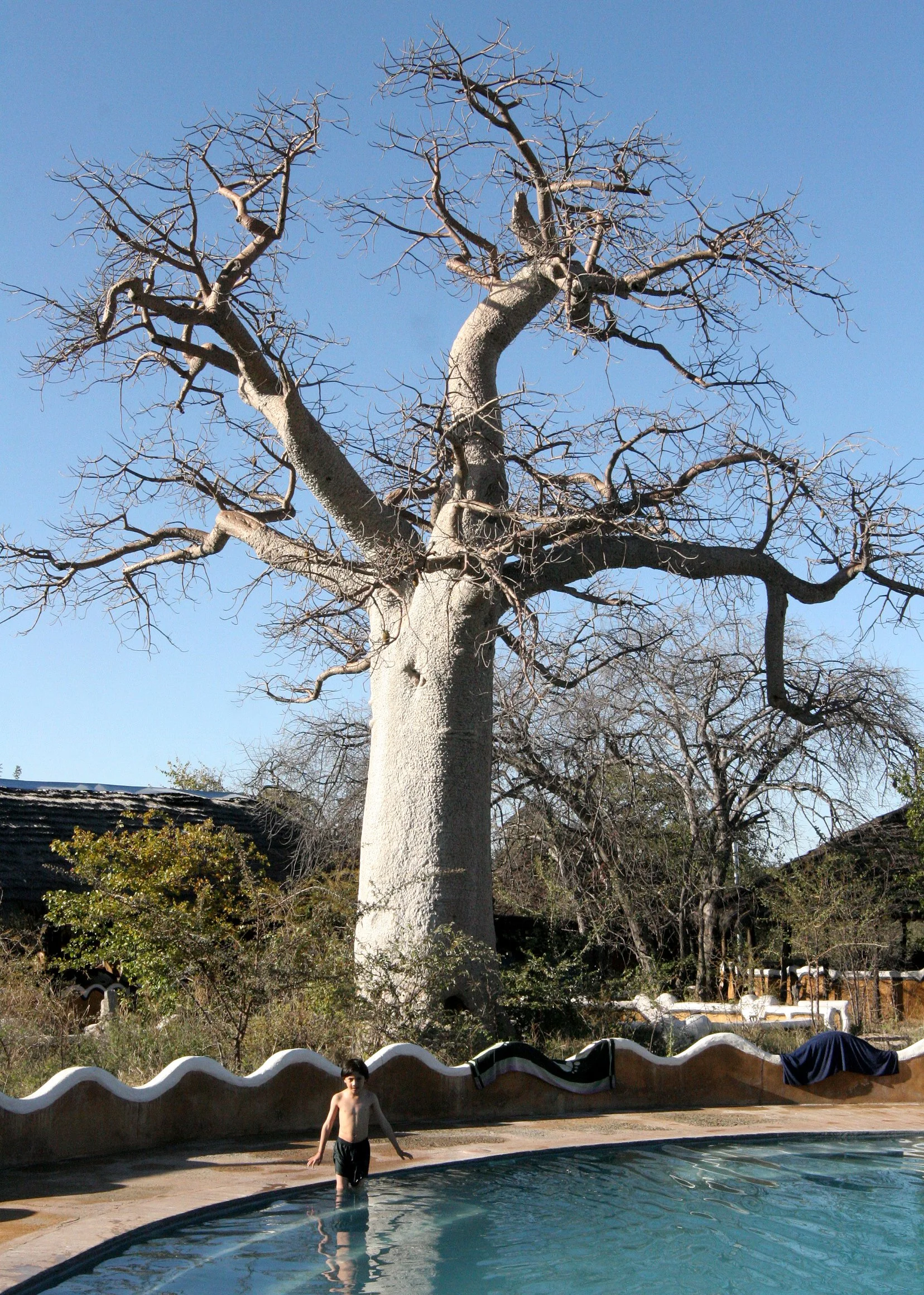 BOTSWANA - DESERT PLANET BAOBAB BOTSWANA (2).JPG